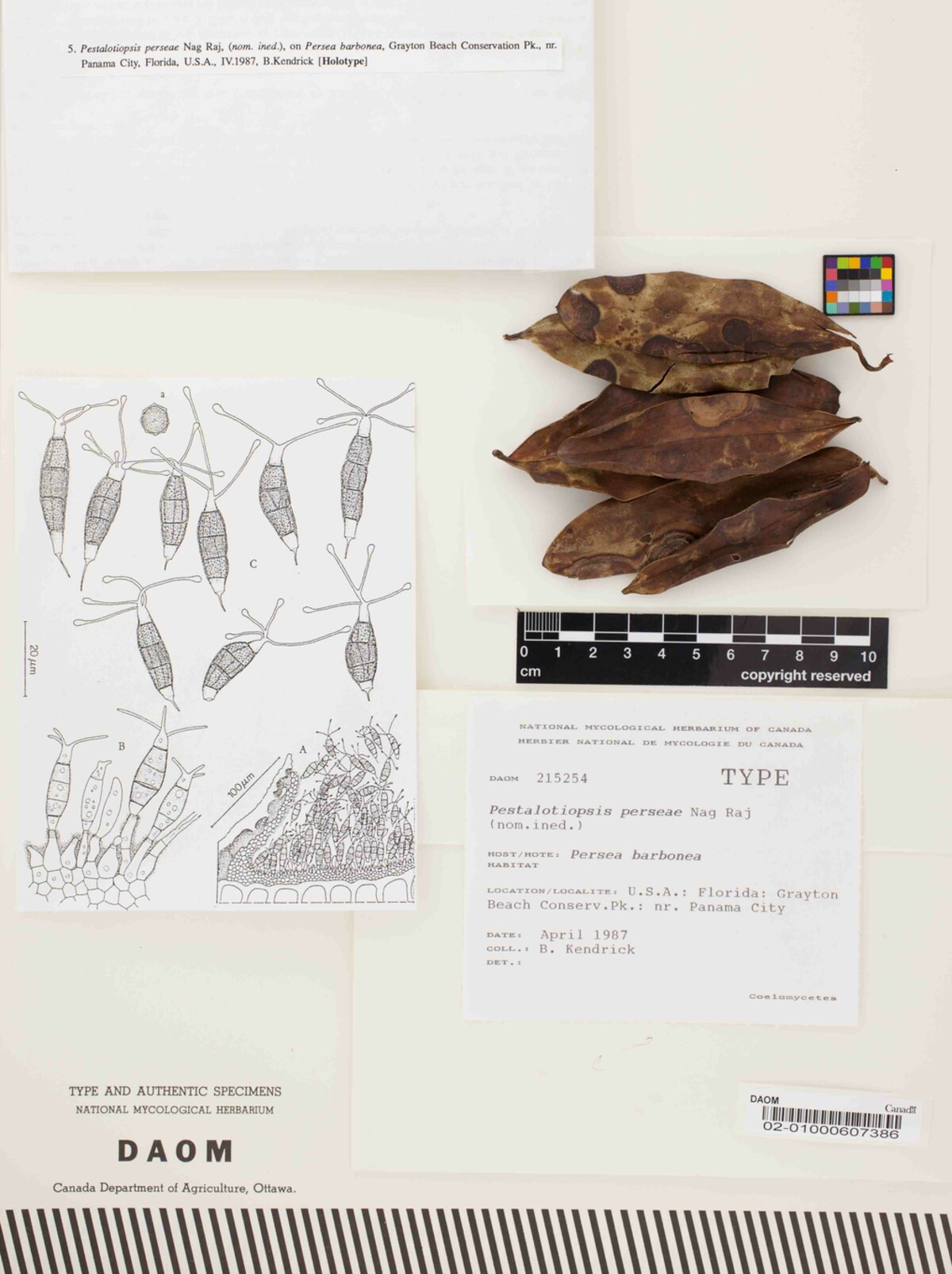 Pestalotiopsis perseae image