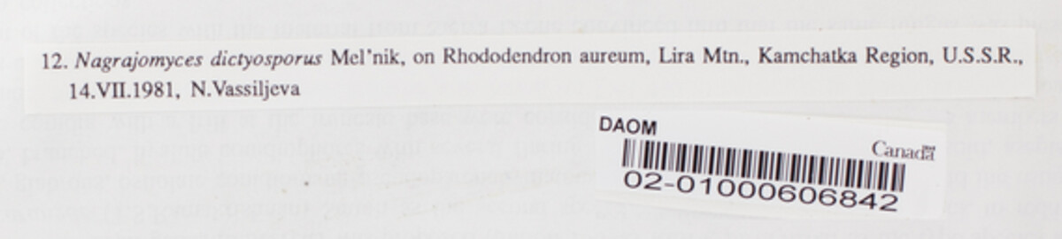 Nagrajomyces dictyosporus image