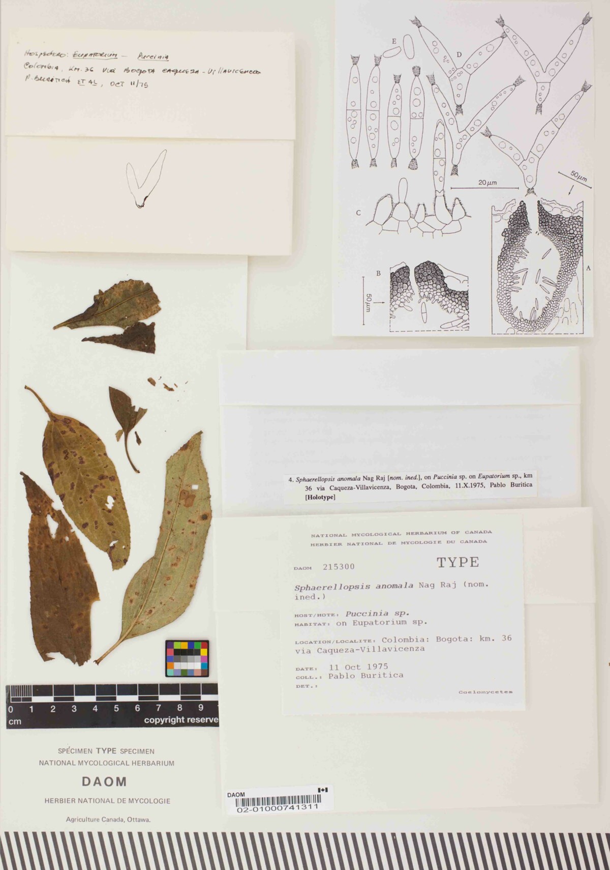 Sphaerellopsis anomala image