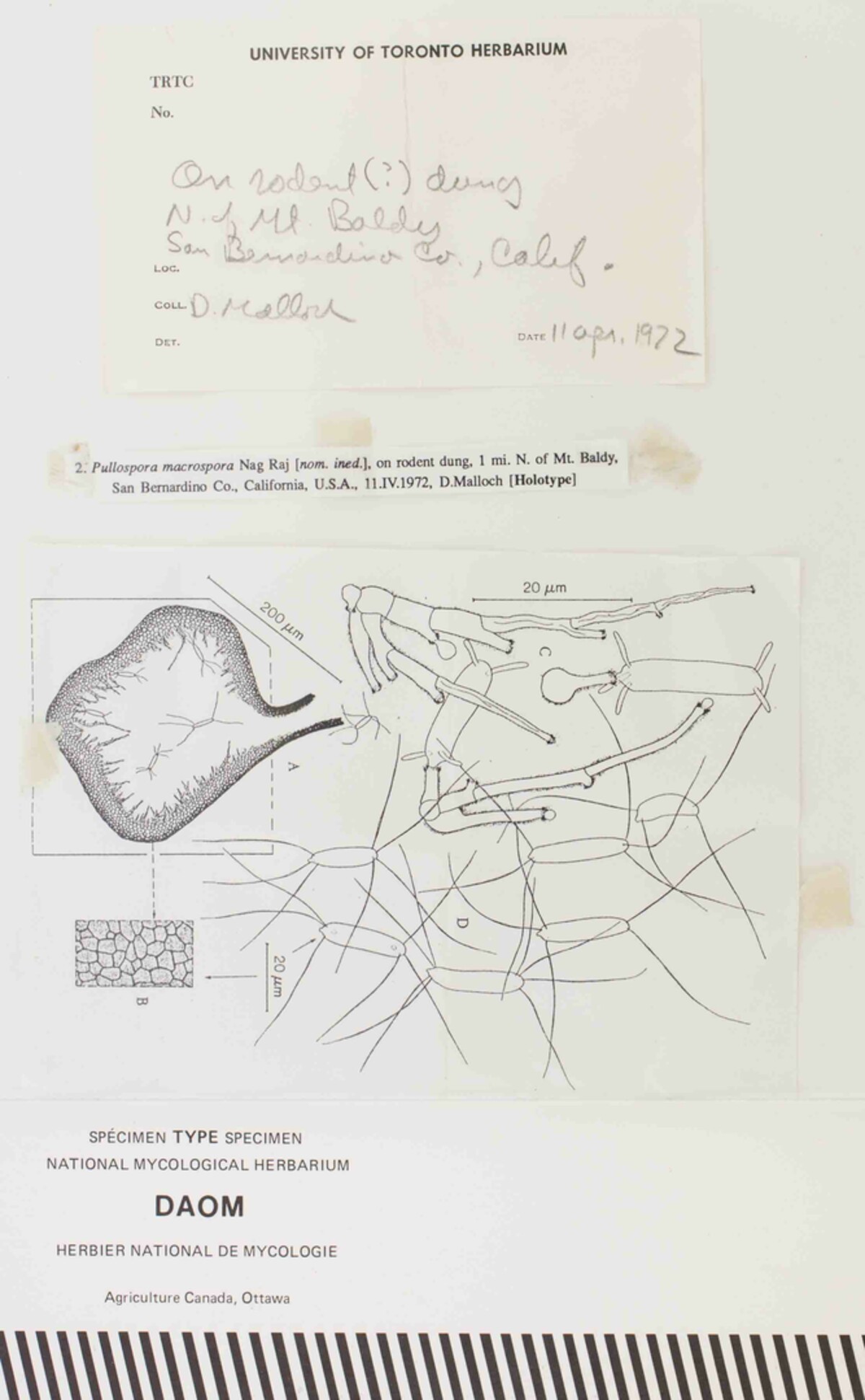 Pullospora macrospora image