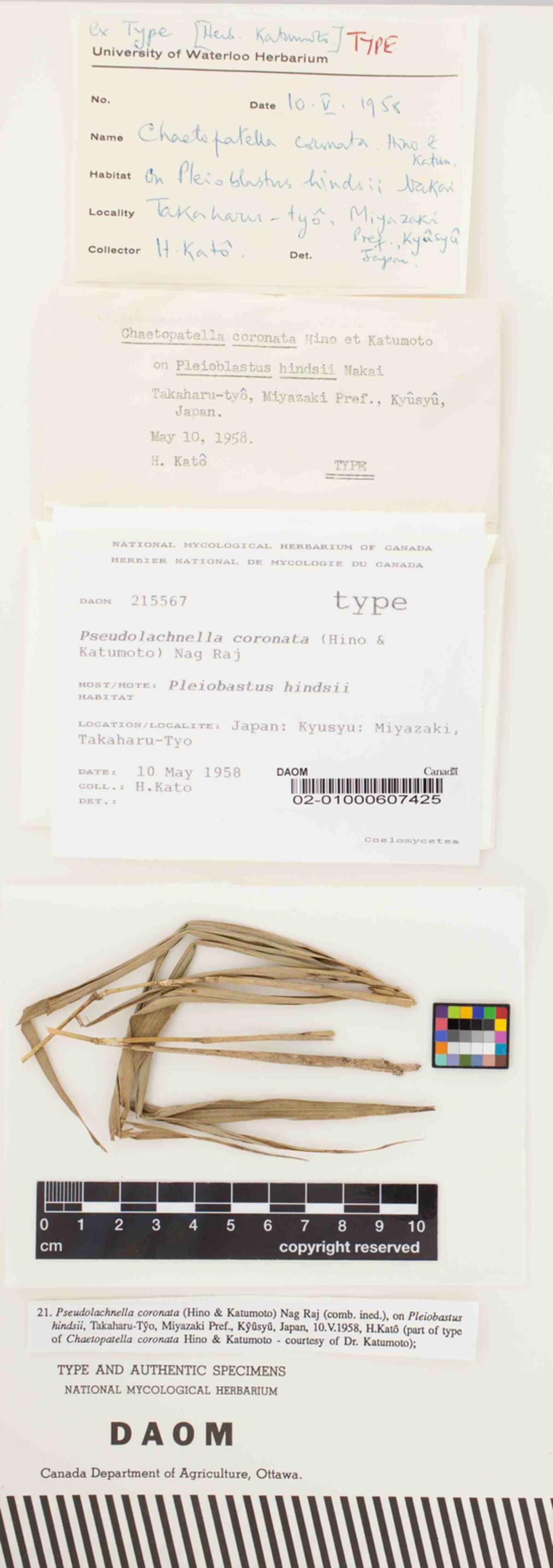Pseudolachnella coronata image