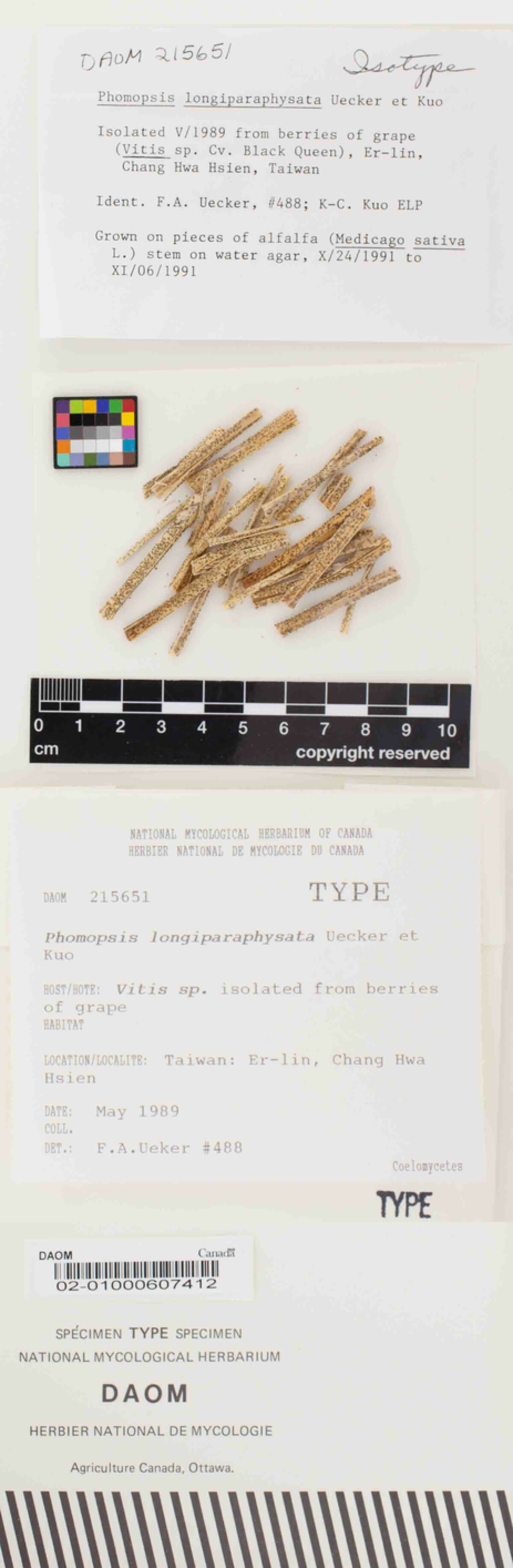 Phomopsis longiparaphysata image