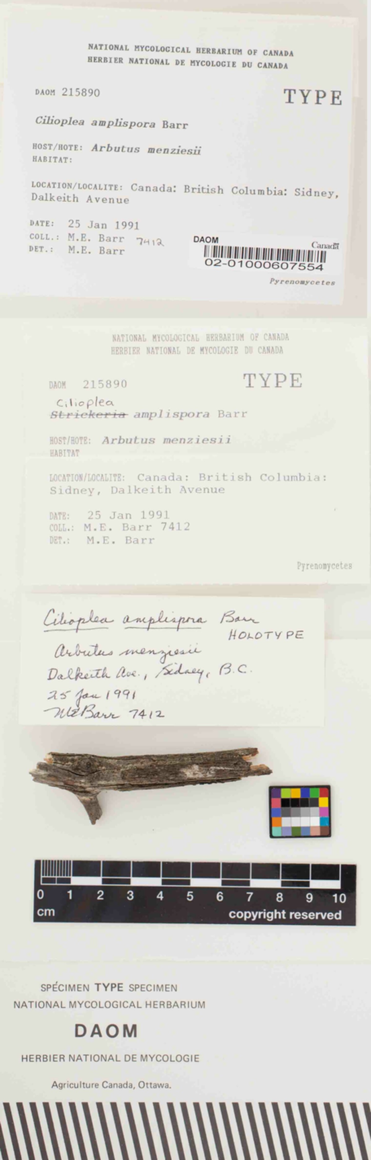 Cilioplea amplispora image