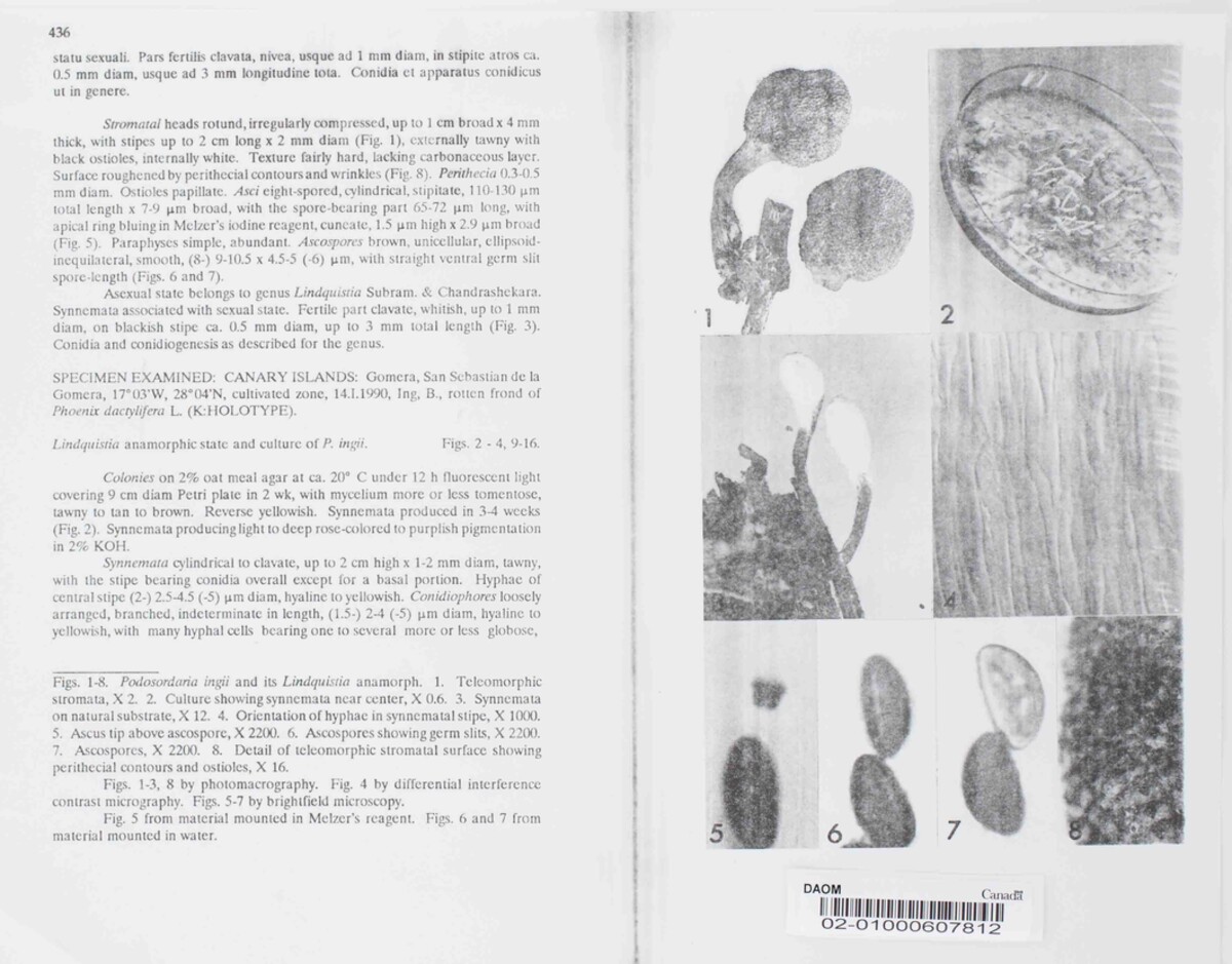 Podosordaria ingii image