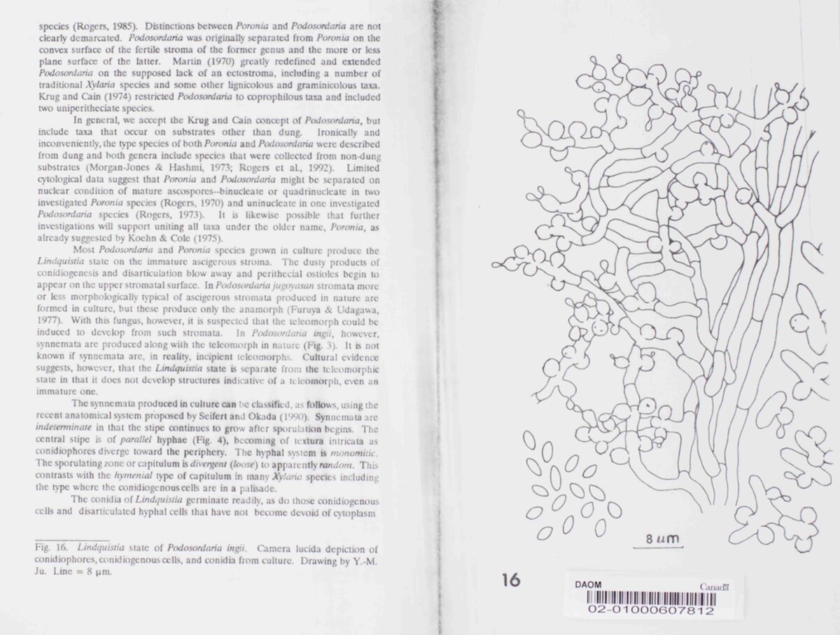 Podosordaria ingii image