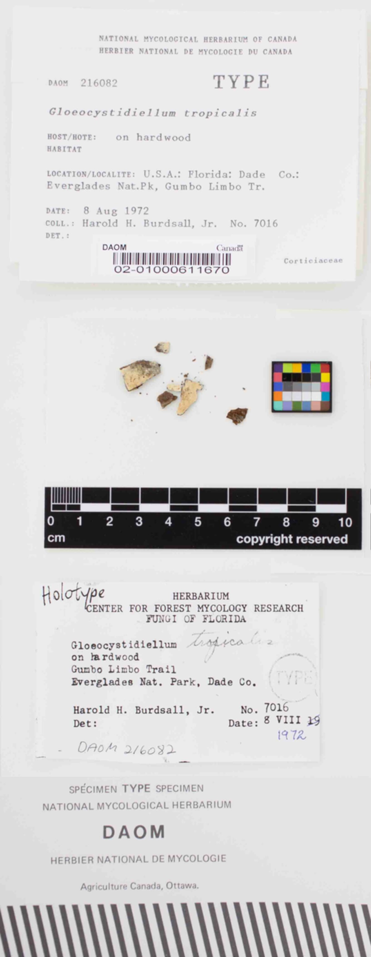 Gloeocystidiellum tropicalis image
