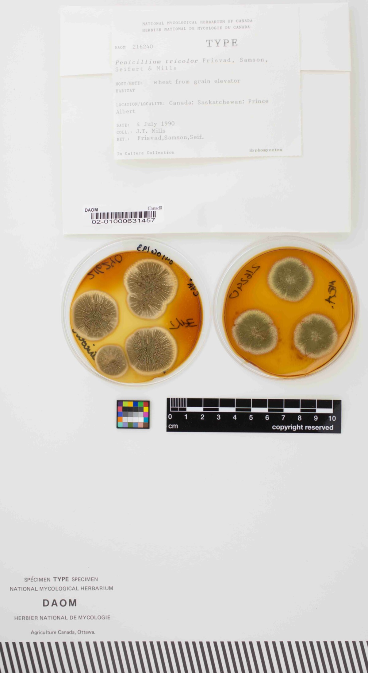Penicillium tricolor image