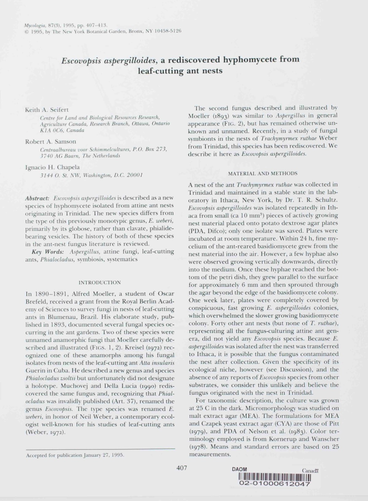 Escovopsis aspergilloides image