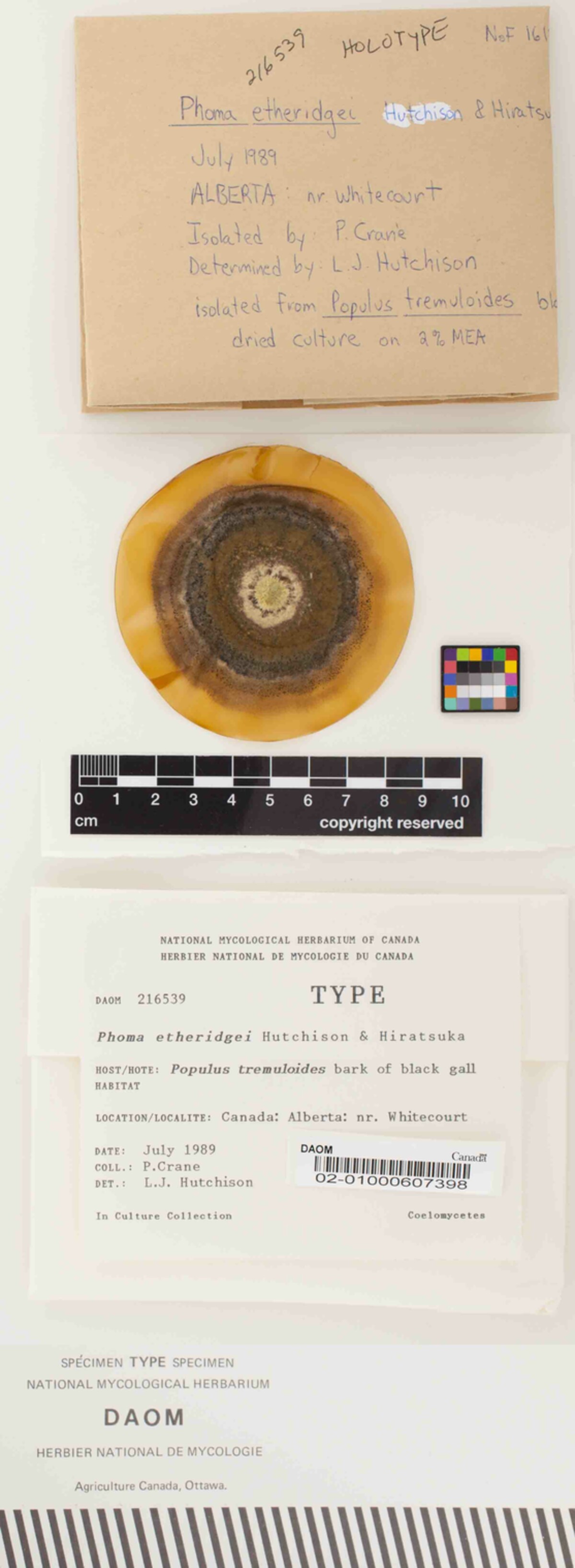 Phoma etheridgei image