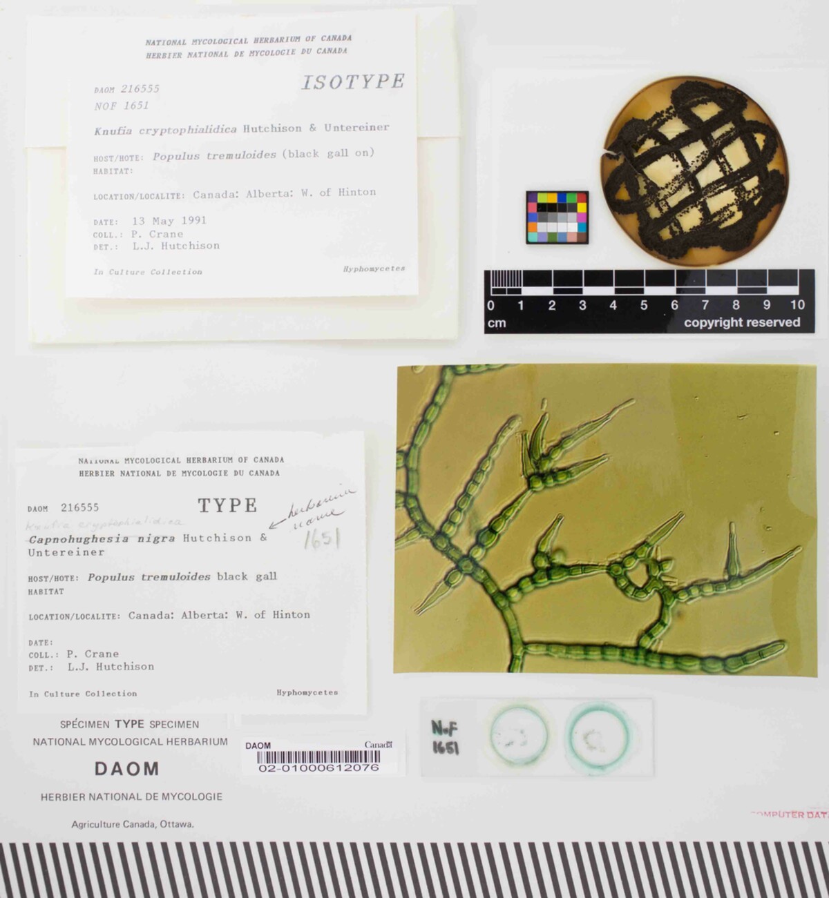 Knufia cryptophialidica image
