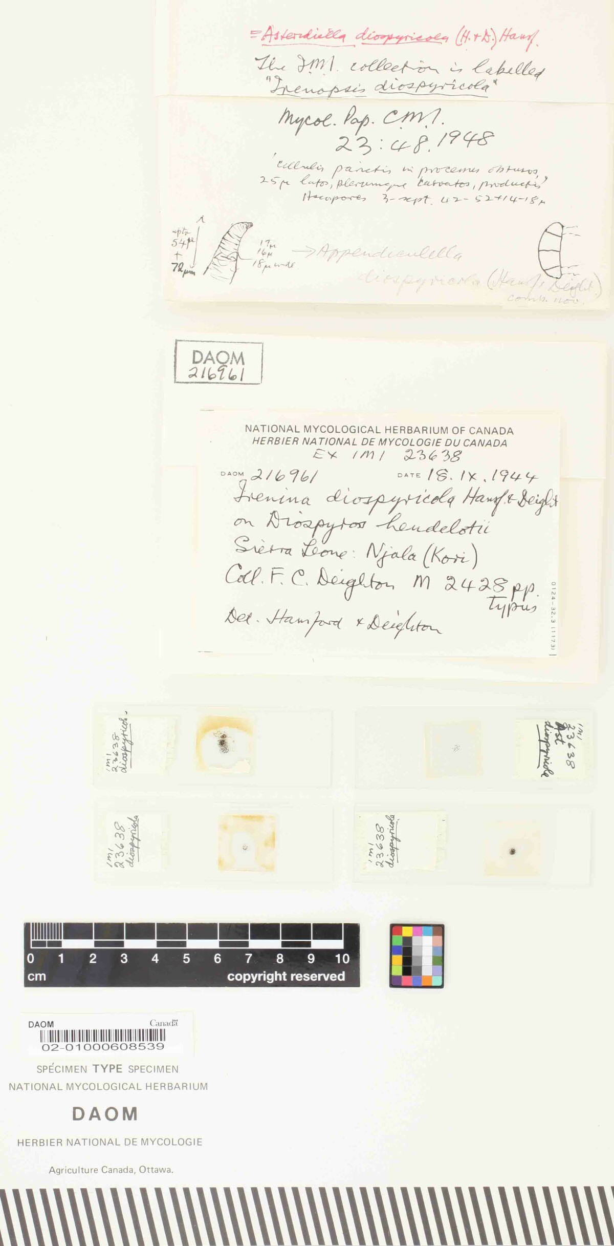 Irenina diospyricola image