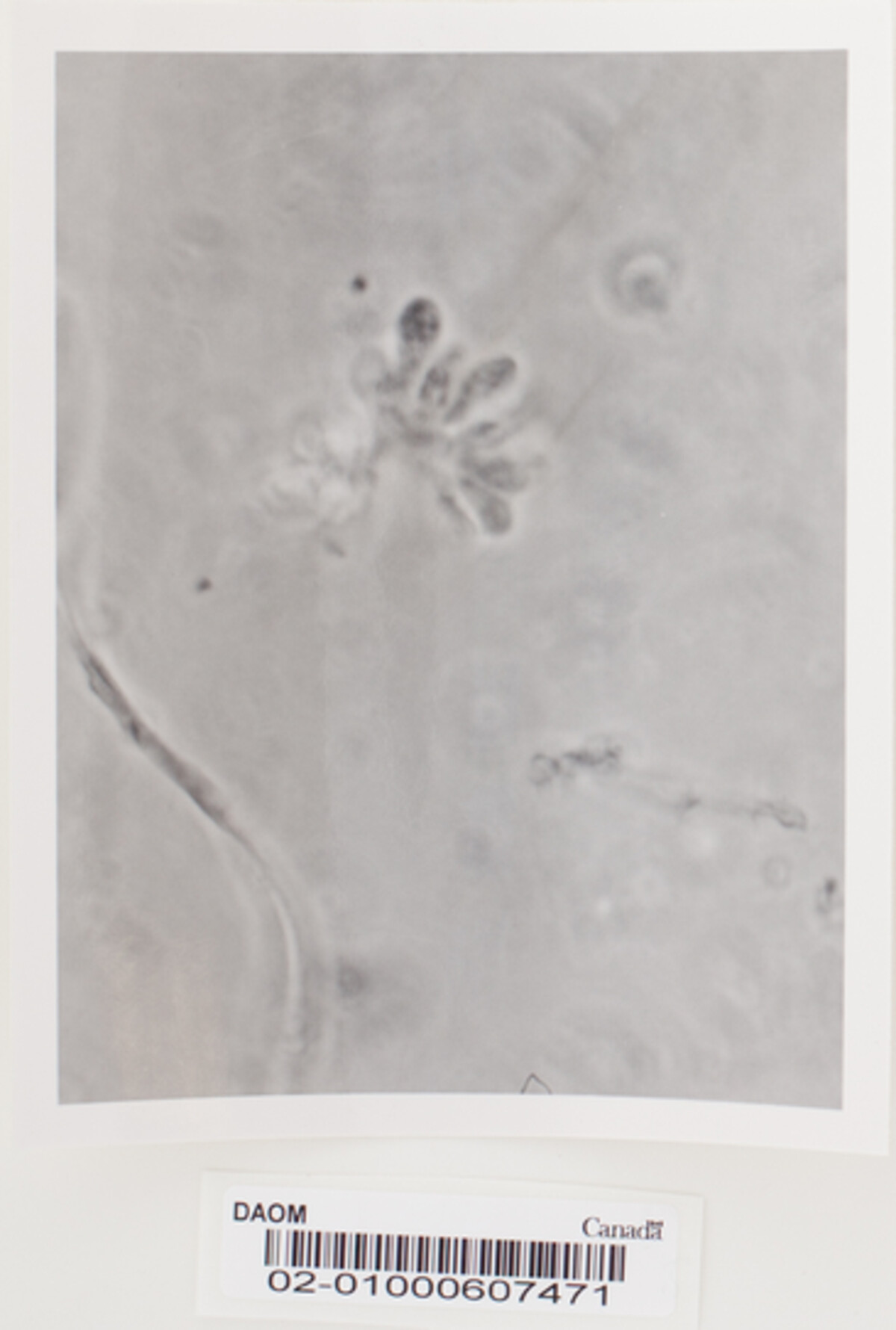 Ajellomyces crescens image