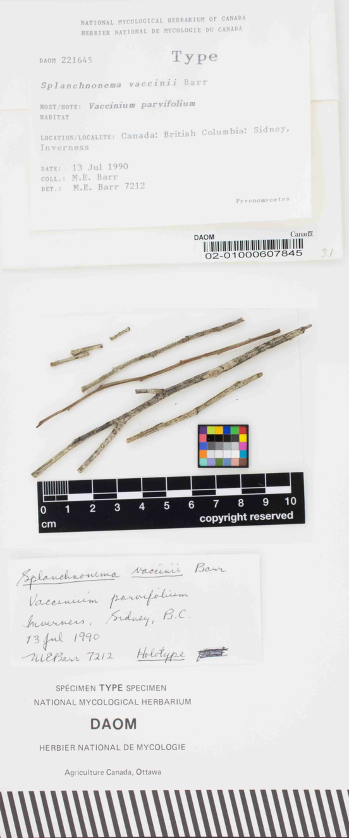 Splanchnonema vaccinii image