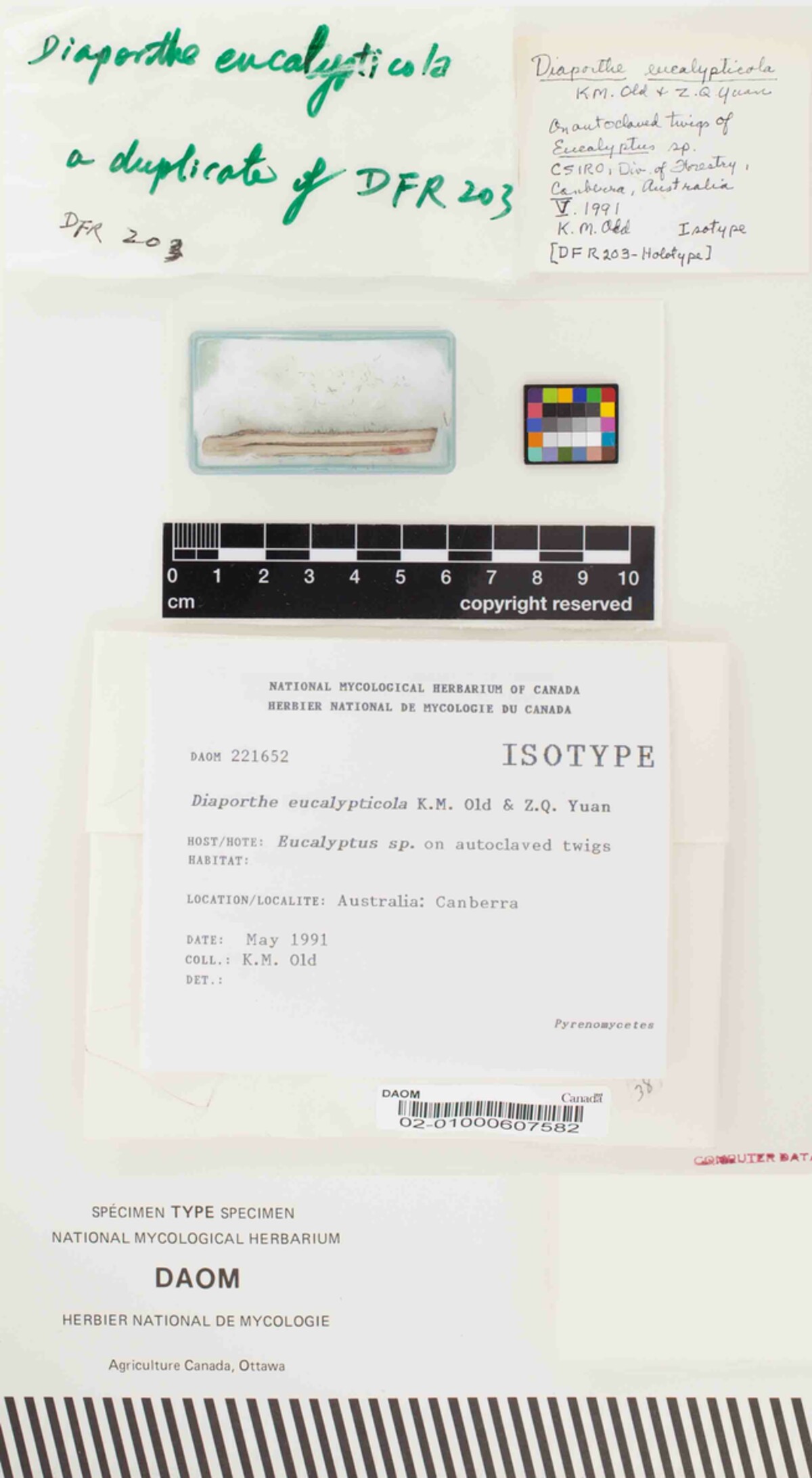Diaporthe eucalypticola image