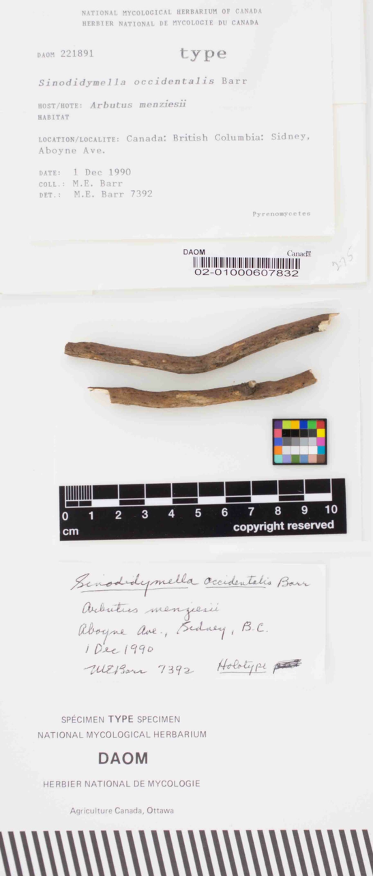 Sinodidymella occidentalis image