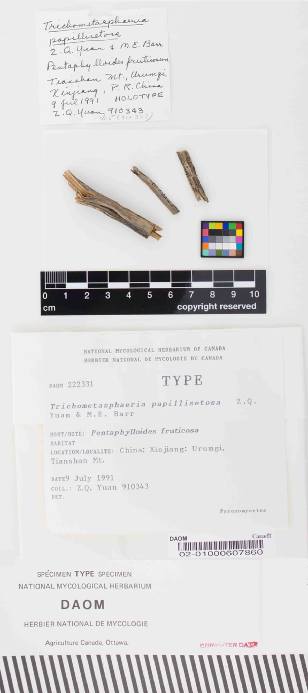 Trichometasphaeria papillisetosa image