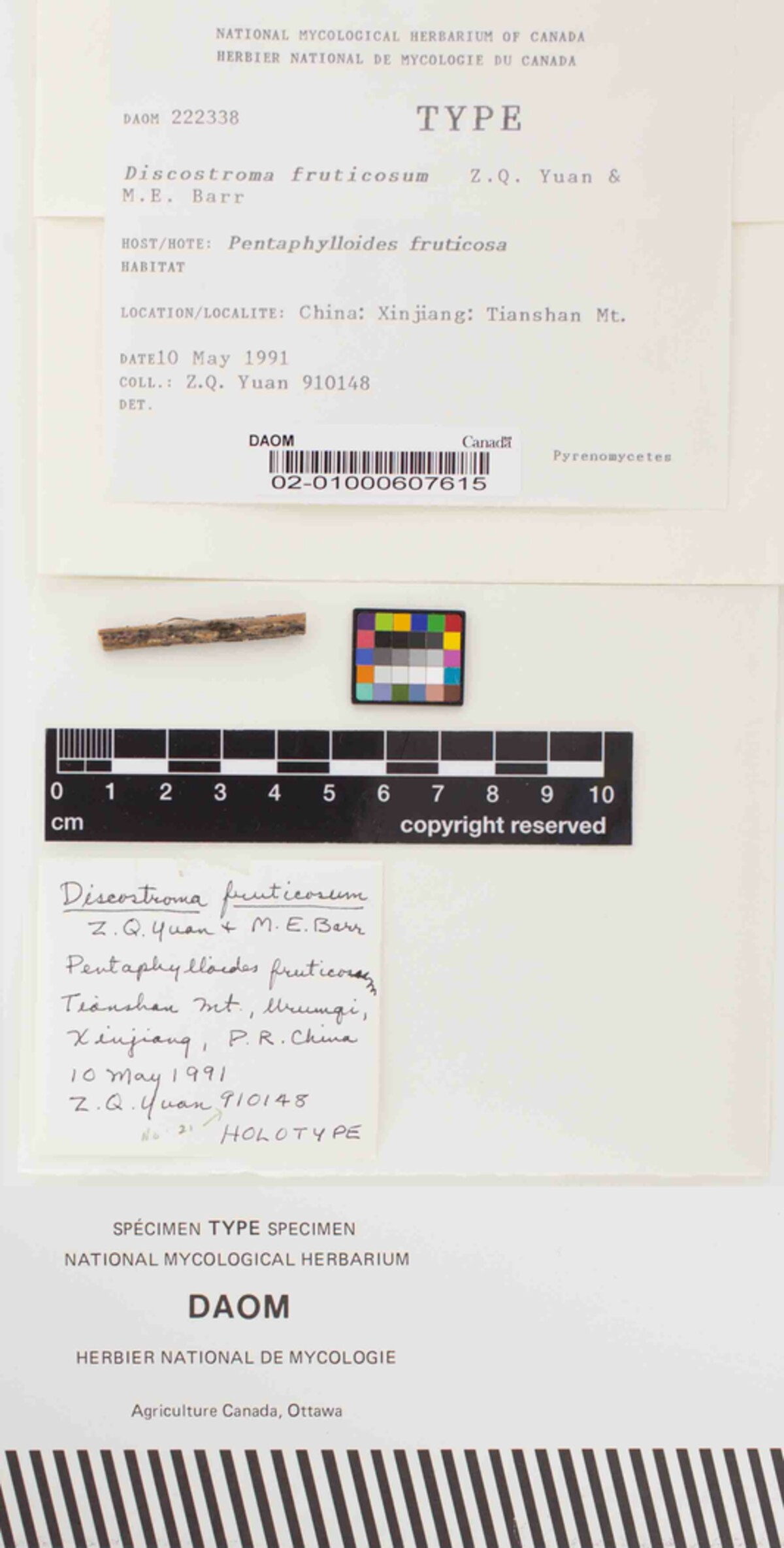 Discostroma fruticosum image