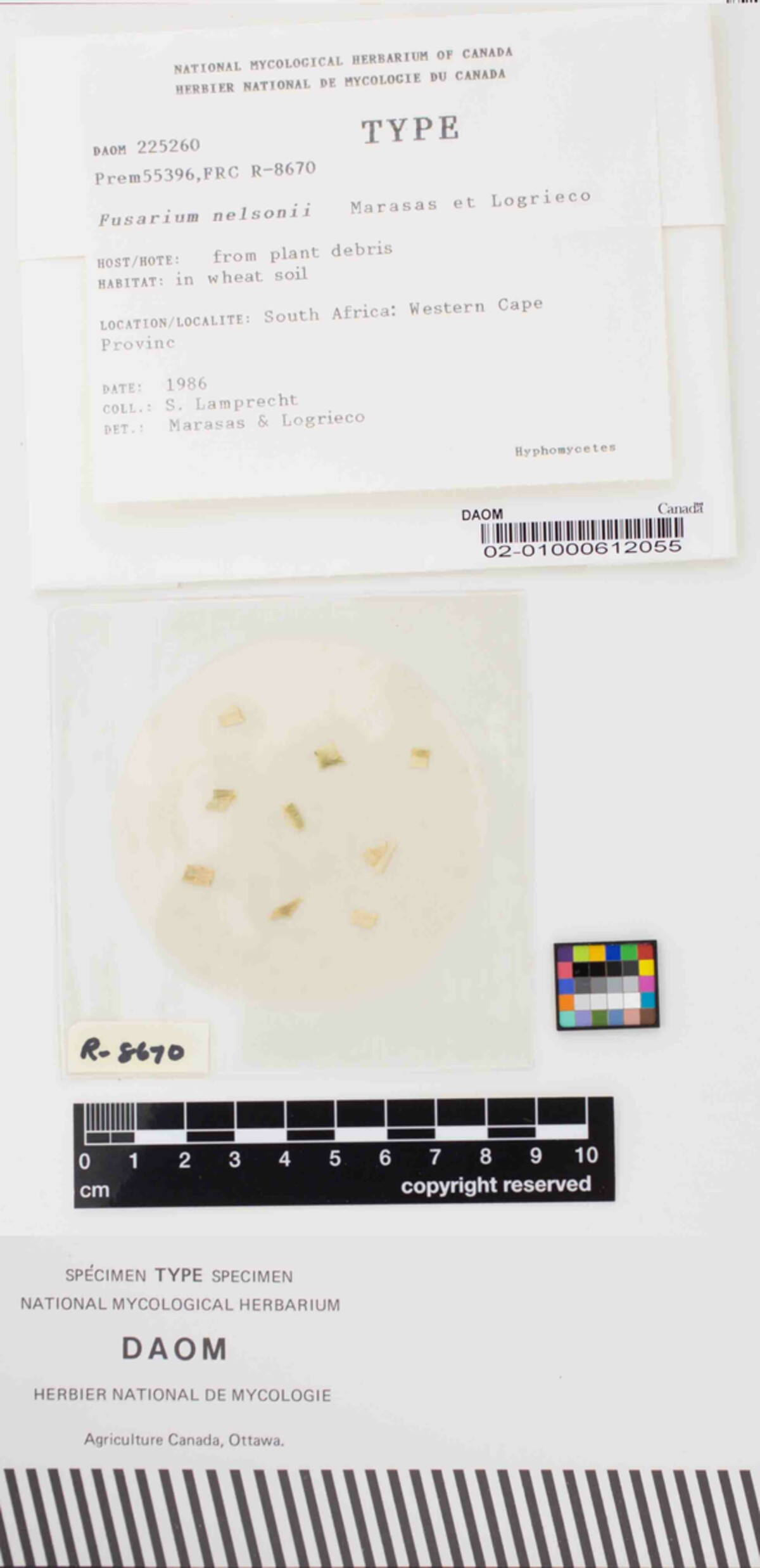 Fusarium nelsonii image