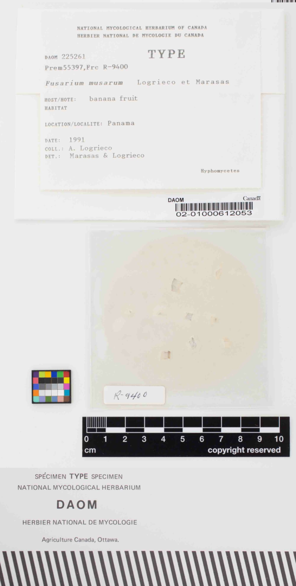 Fusarium musarum image