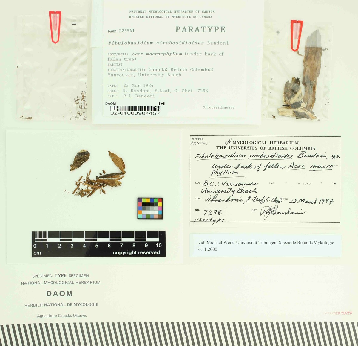 Fibulobasidium sirobasidioides image