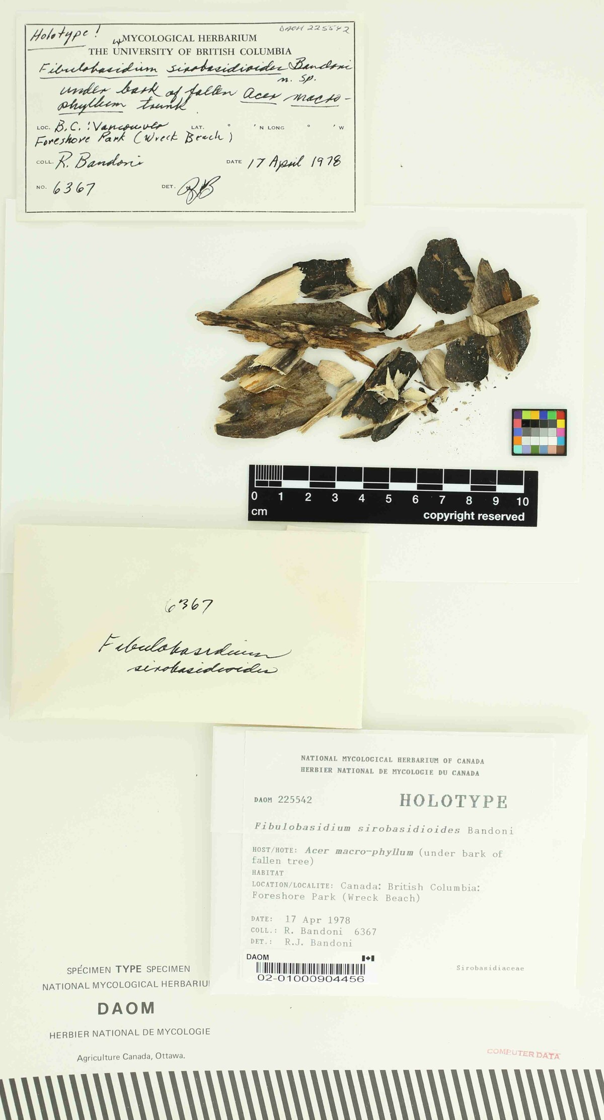 Fibulobasidium sirobasidioides image