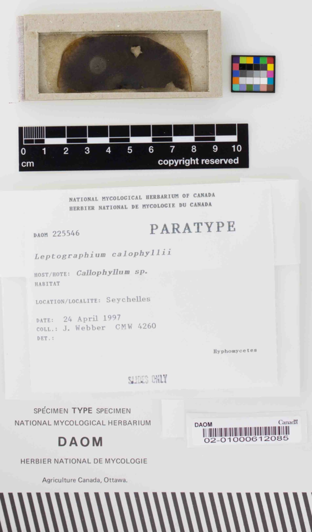 Leptographium image