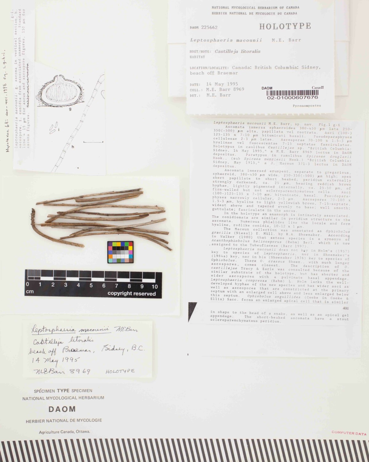Leptosphaeria macounii image