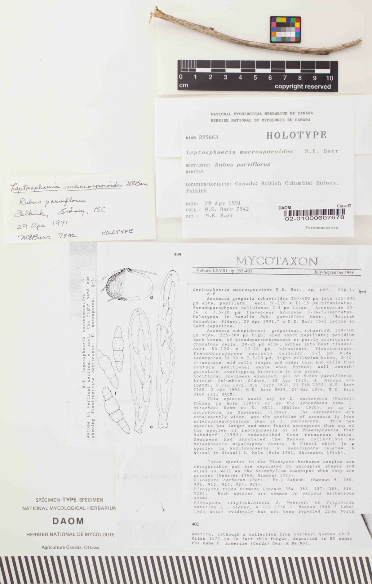 Leptosphaeria macrosporoides image