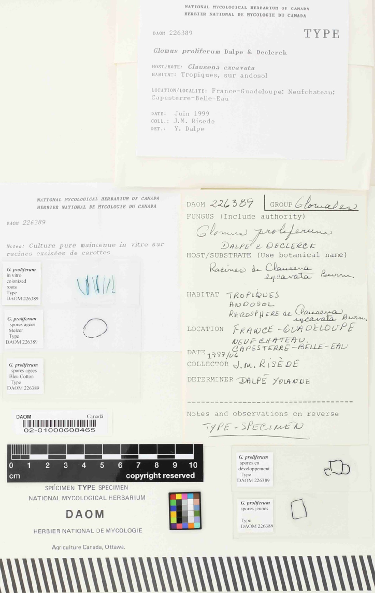Glomus proliferum image