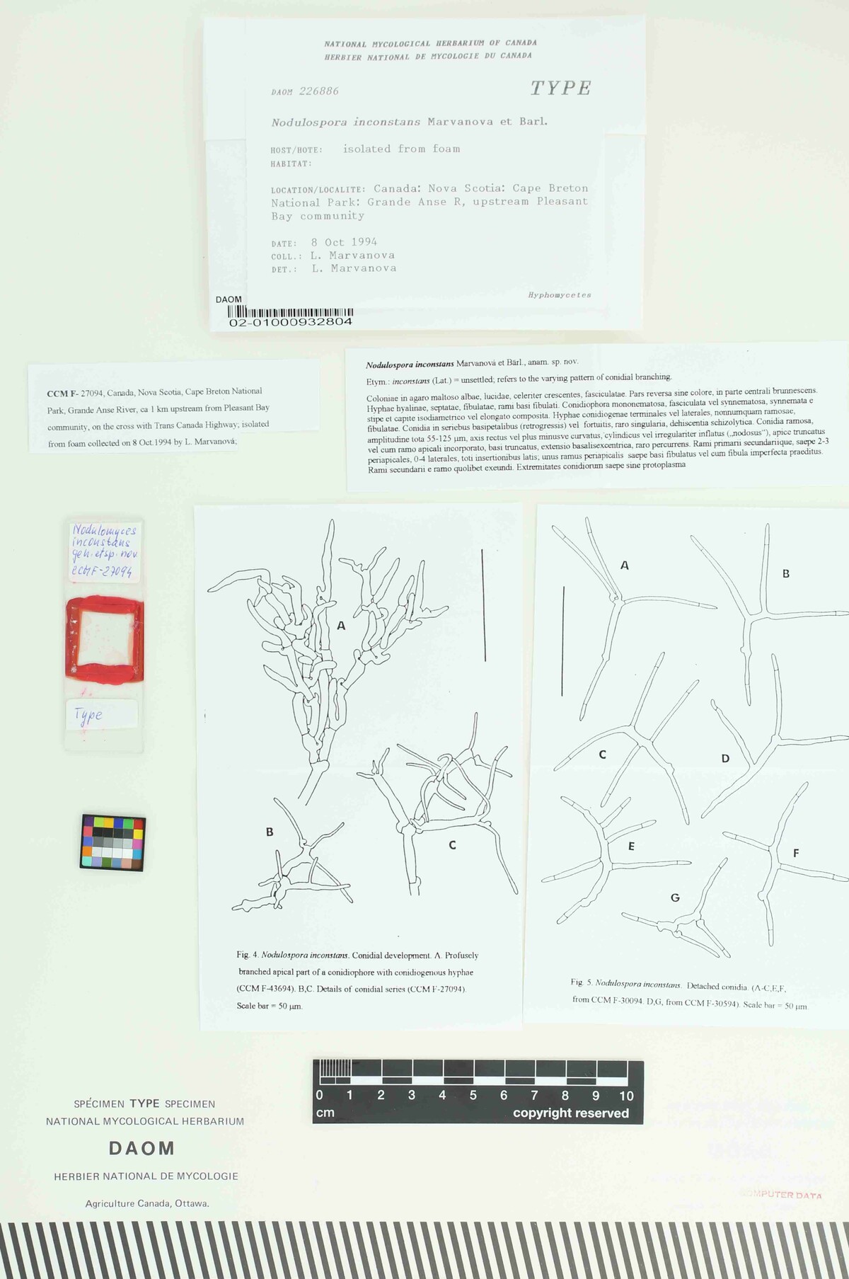 Nodulospora inconstans image