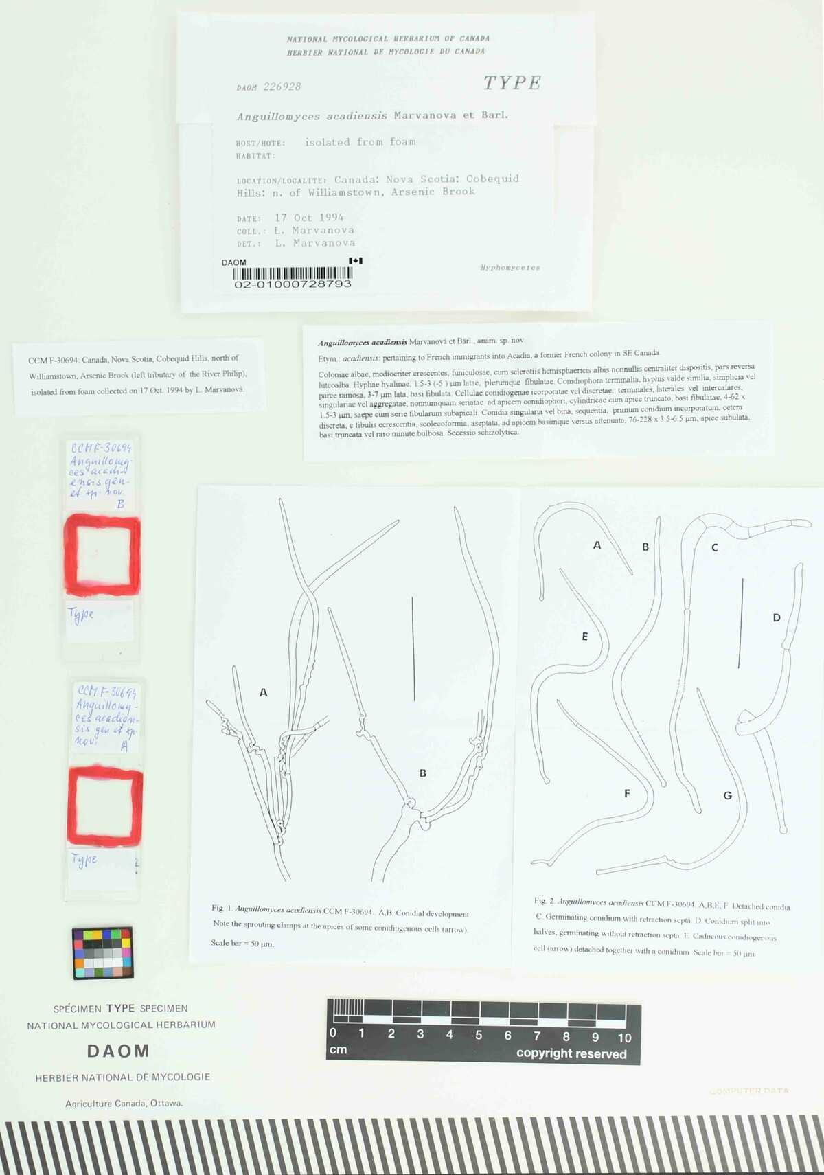 Anguillomyces acadiensis image