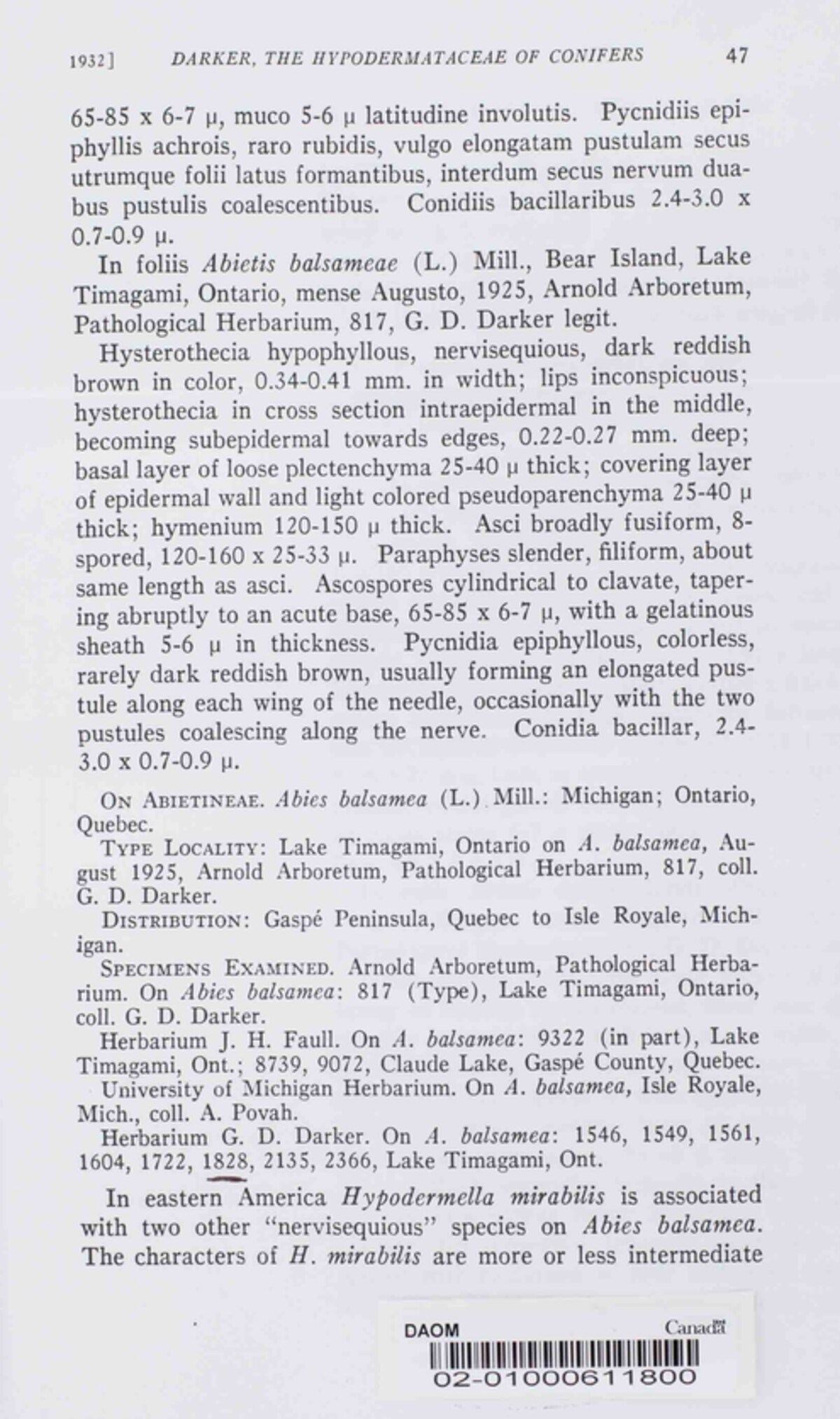 Hypodermella image