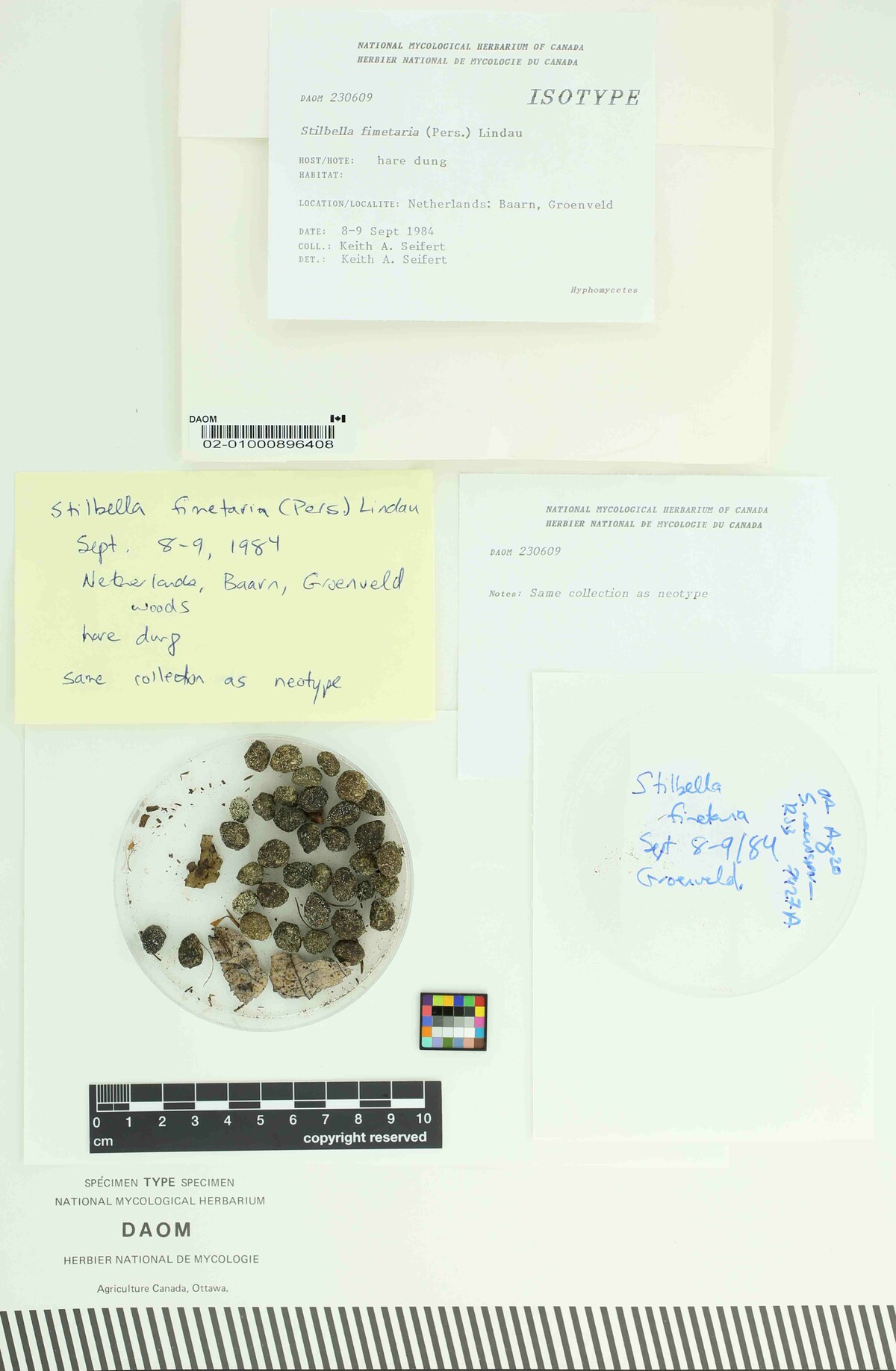 Stilbella image