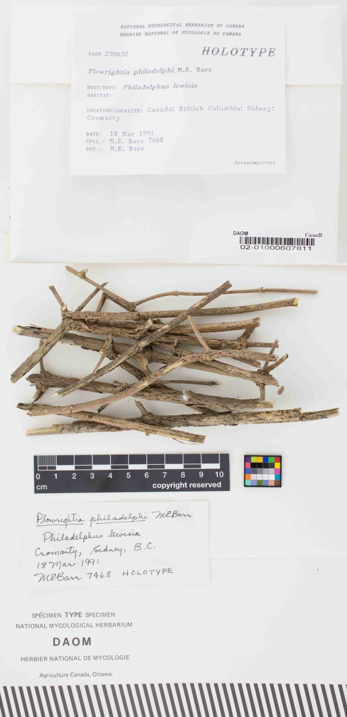 Plowrightia philadelphi image