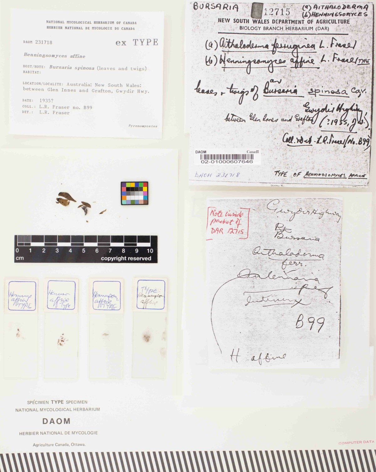 Henningsomyces affine image