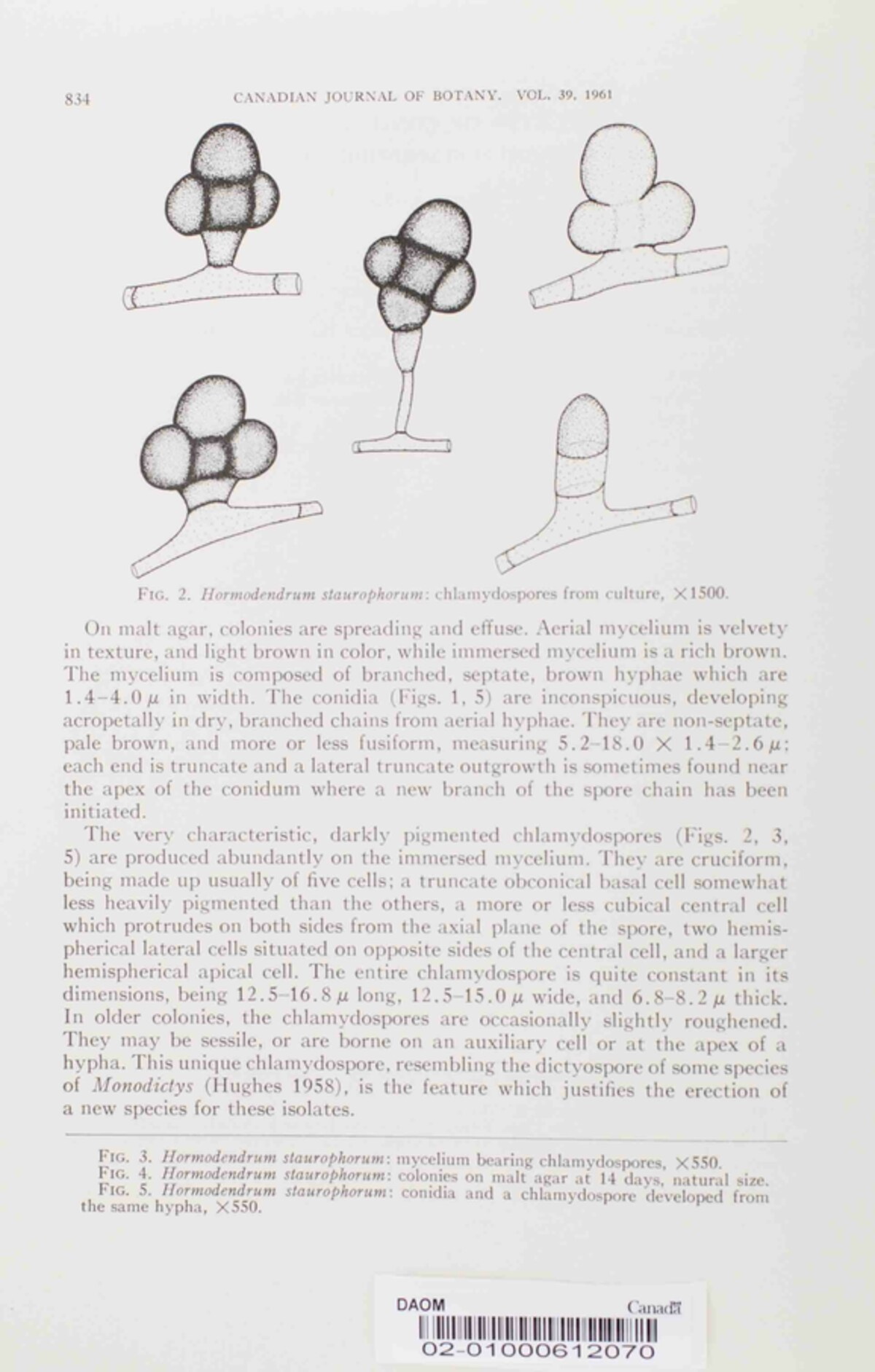 Devriesia staurophora image