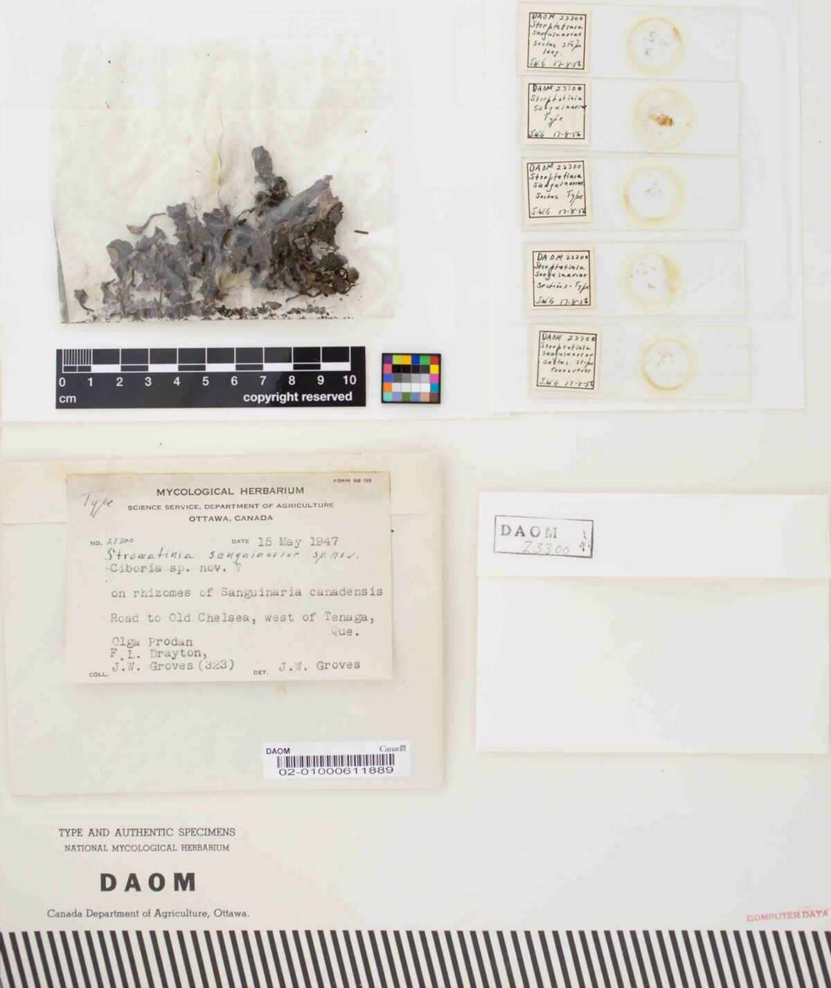 Stromatinia sanguinariae image