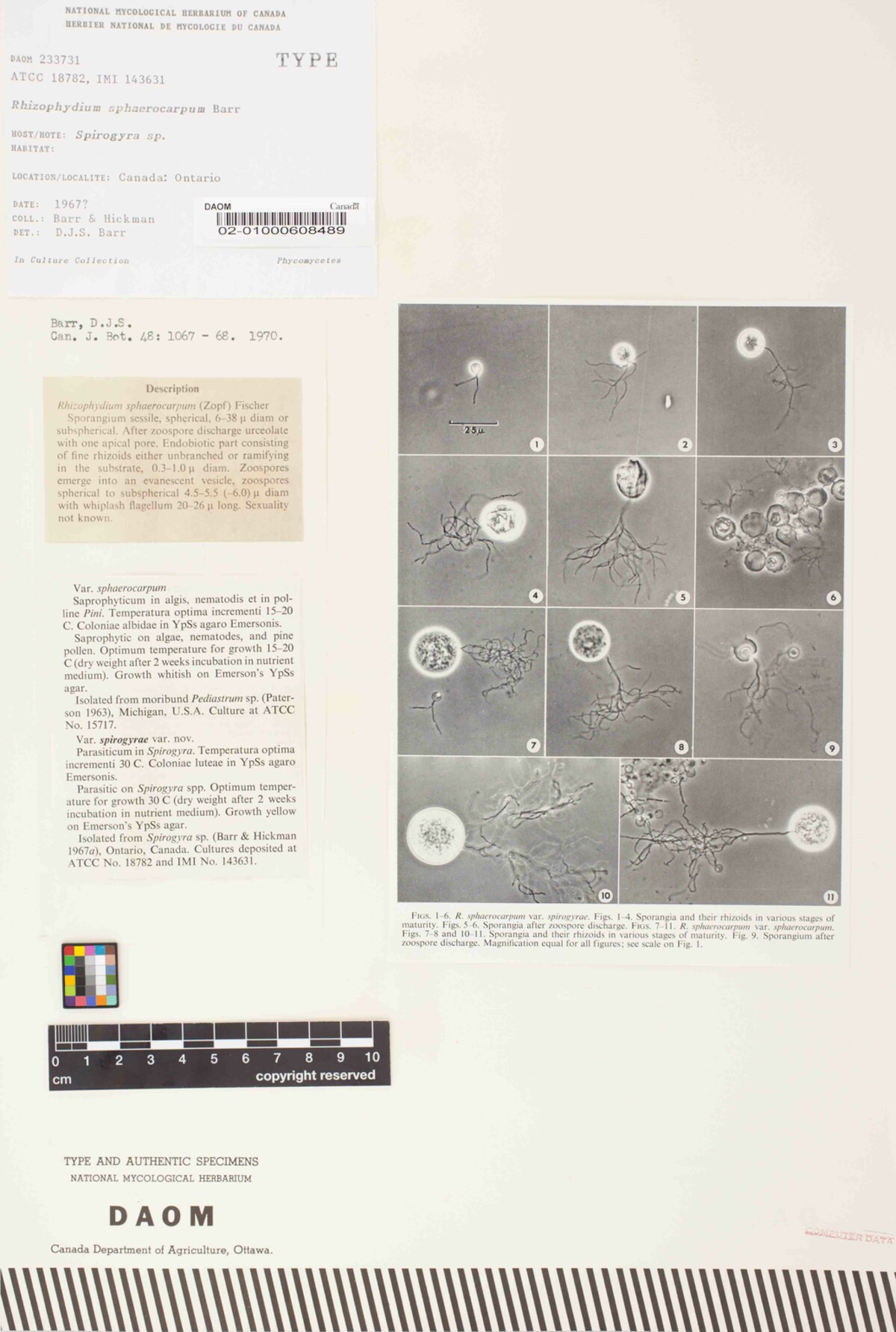 Rhizophydium image