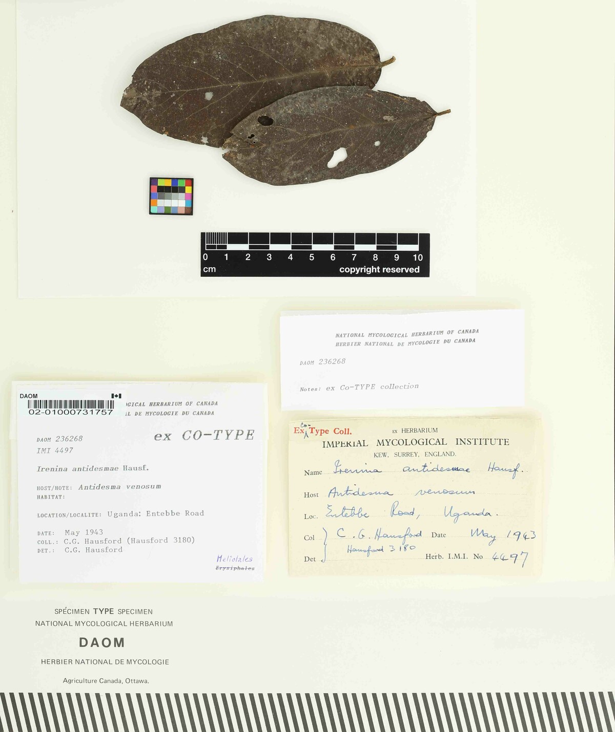 Meliola antidesmae image