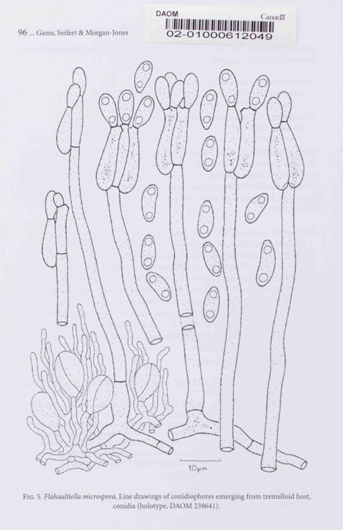 Flahaultiella microspora image