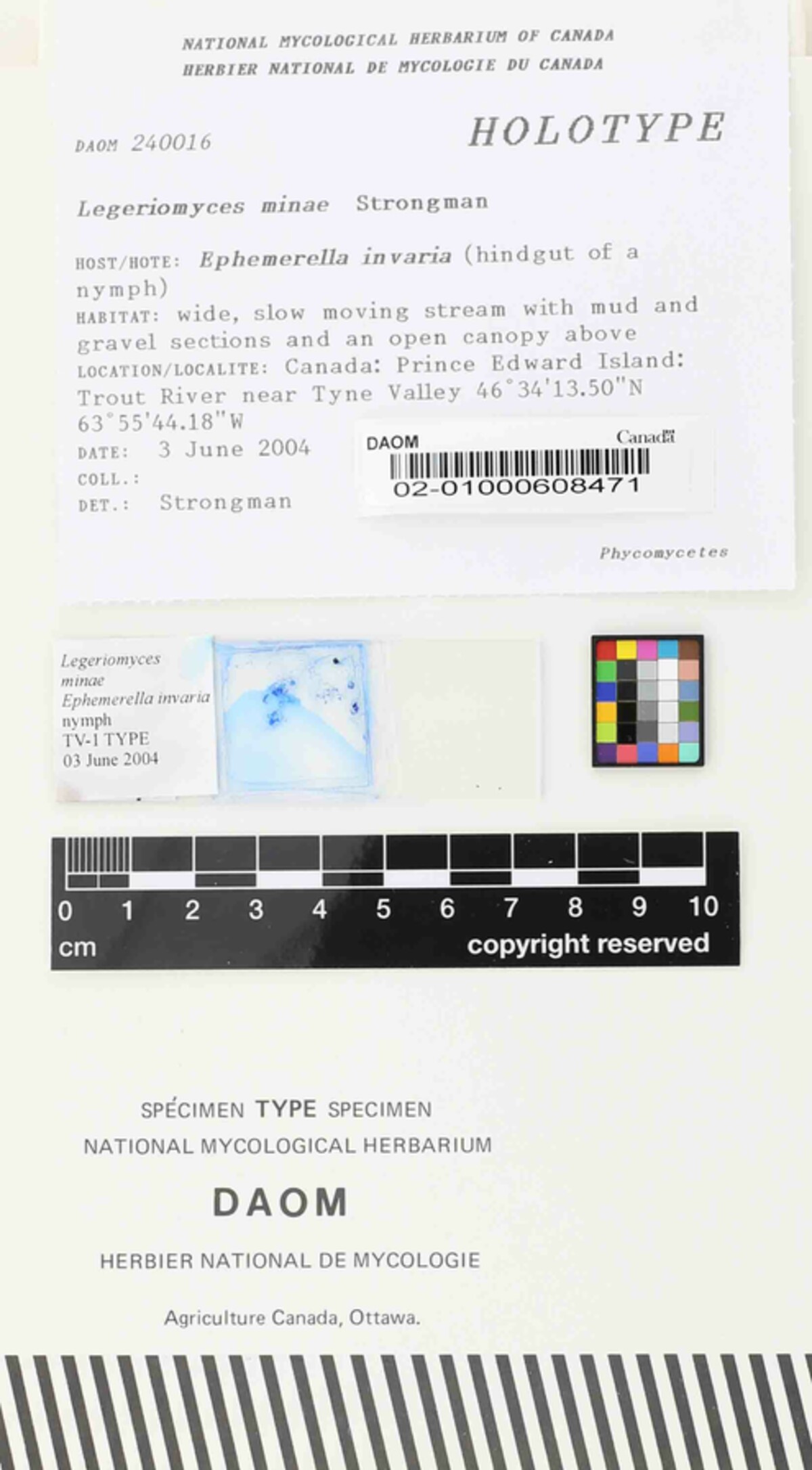 Legeriomyces image