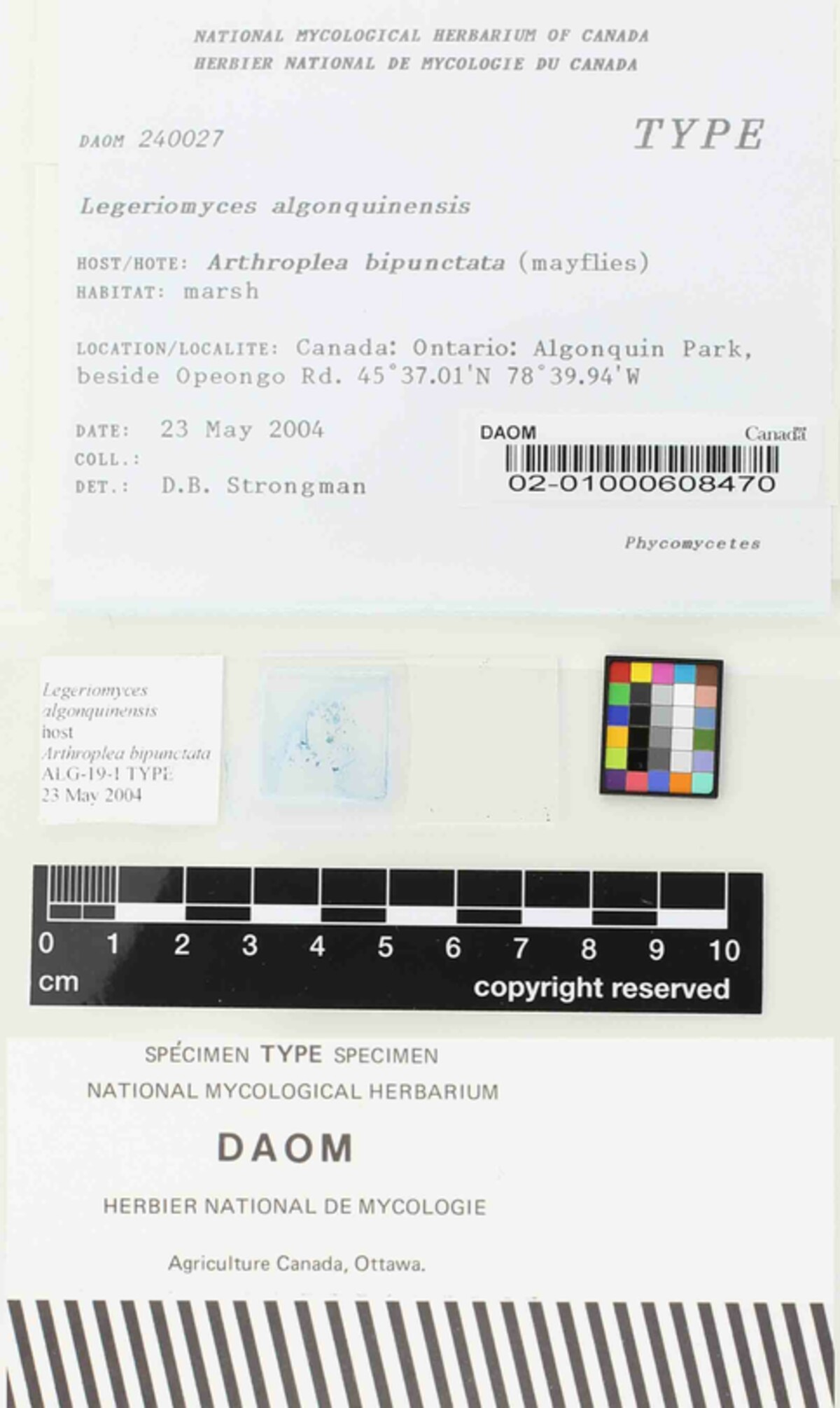 Legeriomyces algonquinensis image