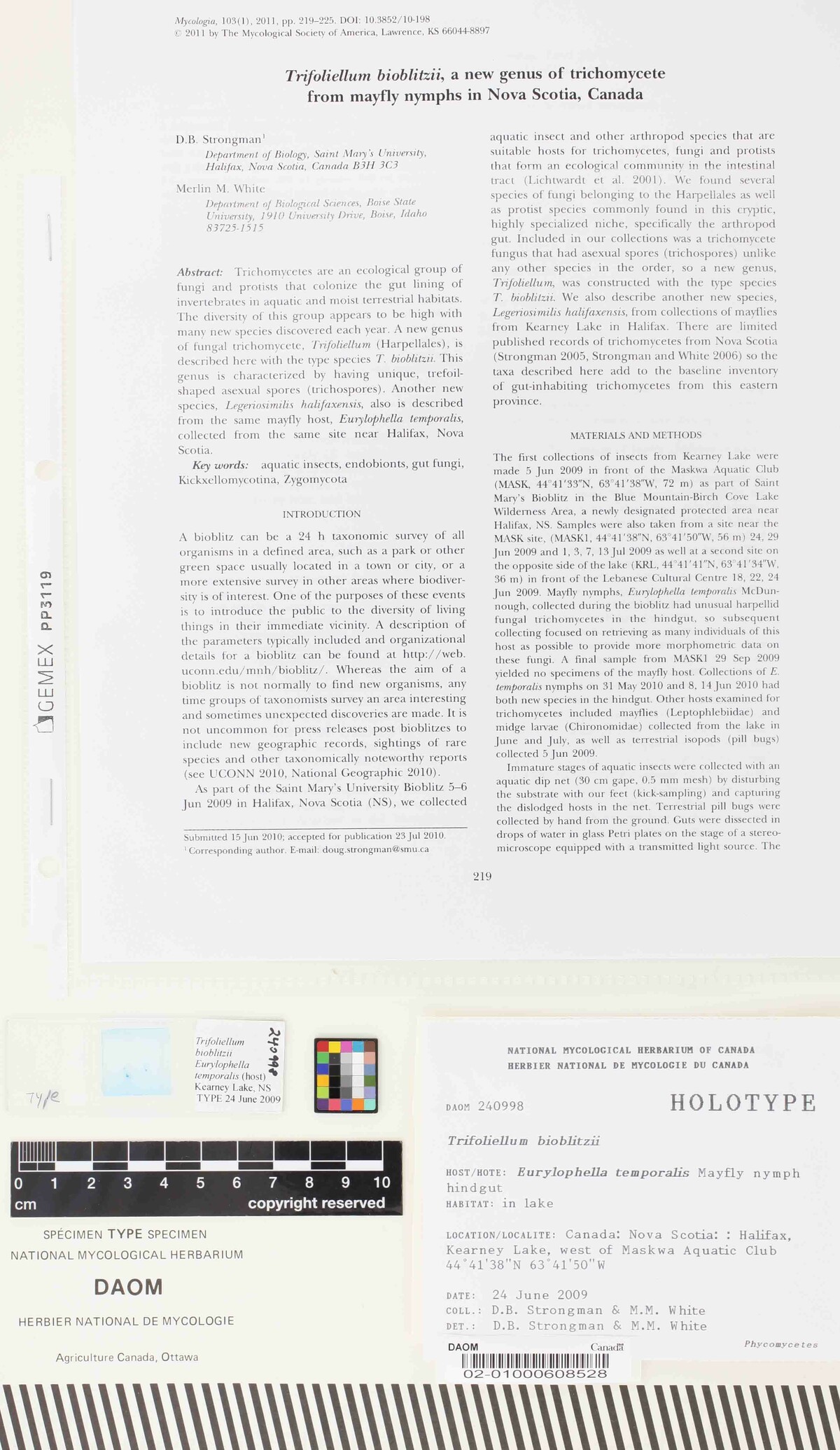 Trifoliellum bioblitzii image
