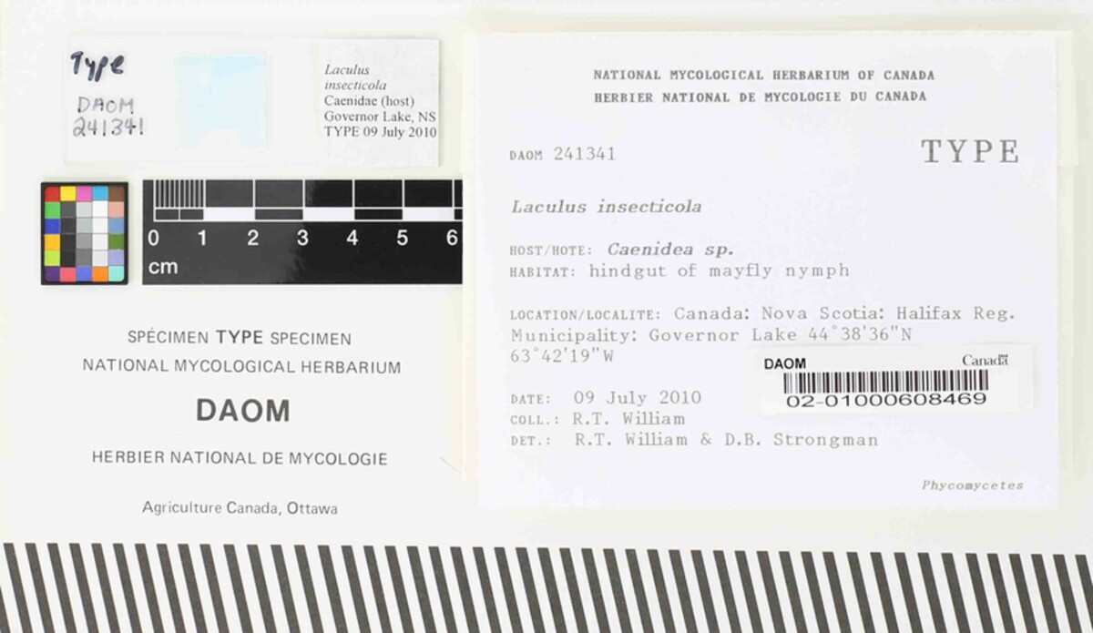 Laculus insecticola image
