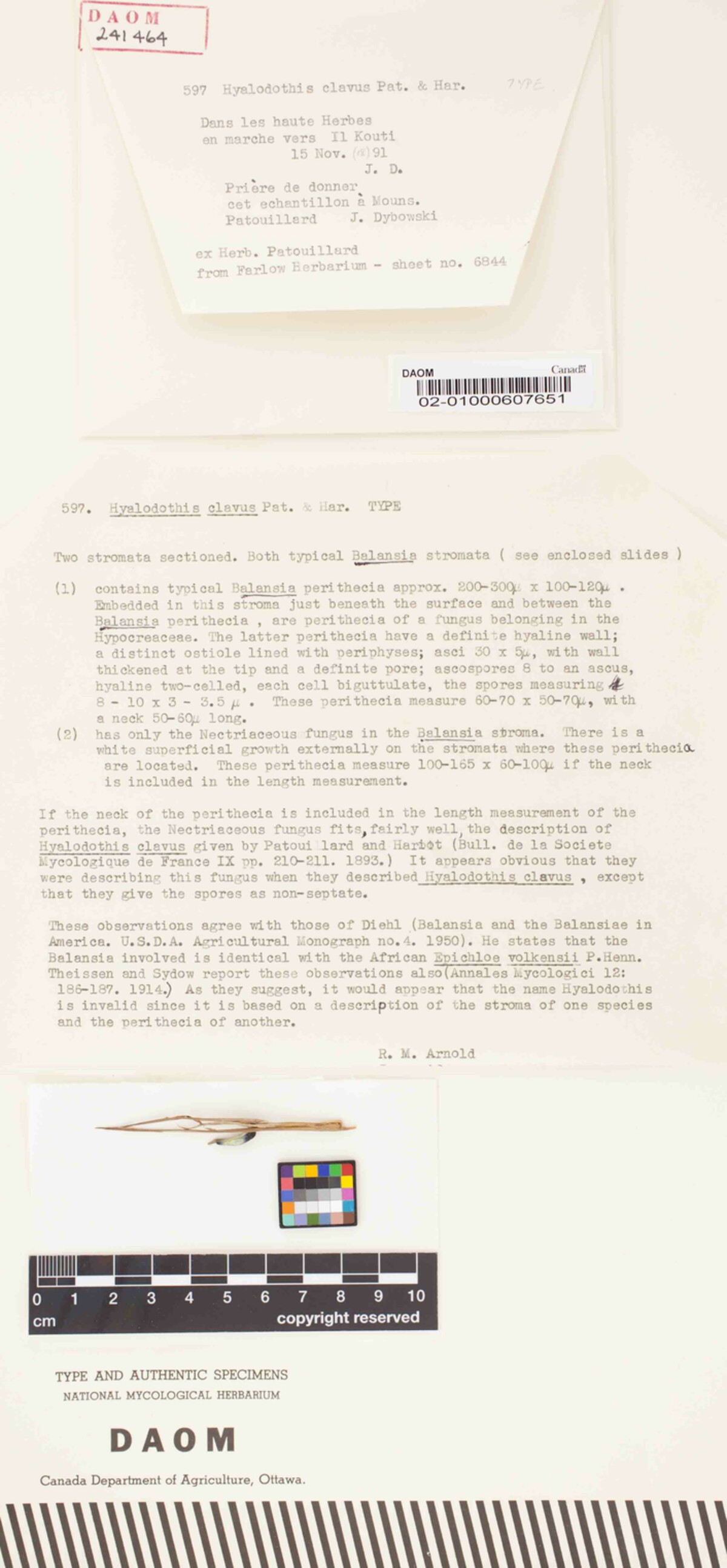 Hyalodothis clavus image