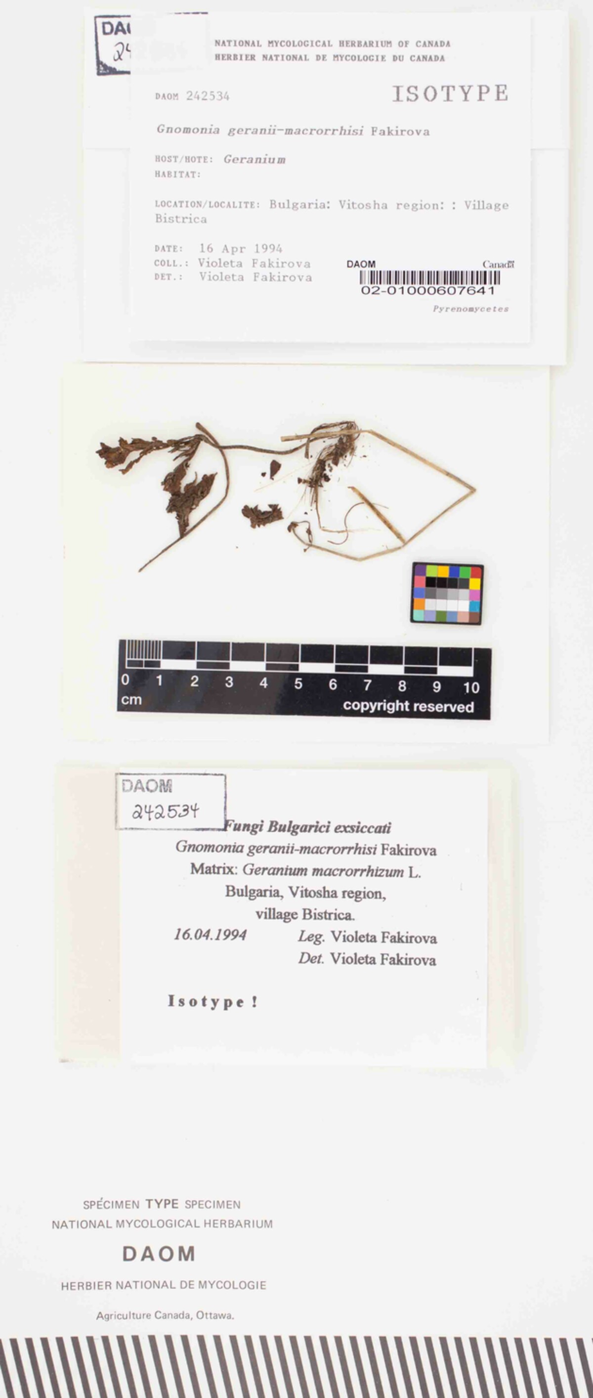 Gnomonia geranii-macrorrhizi image