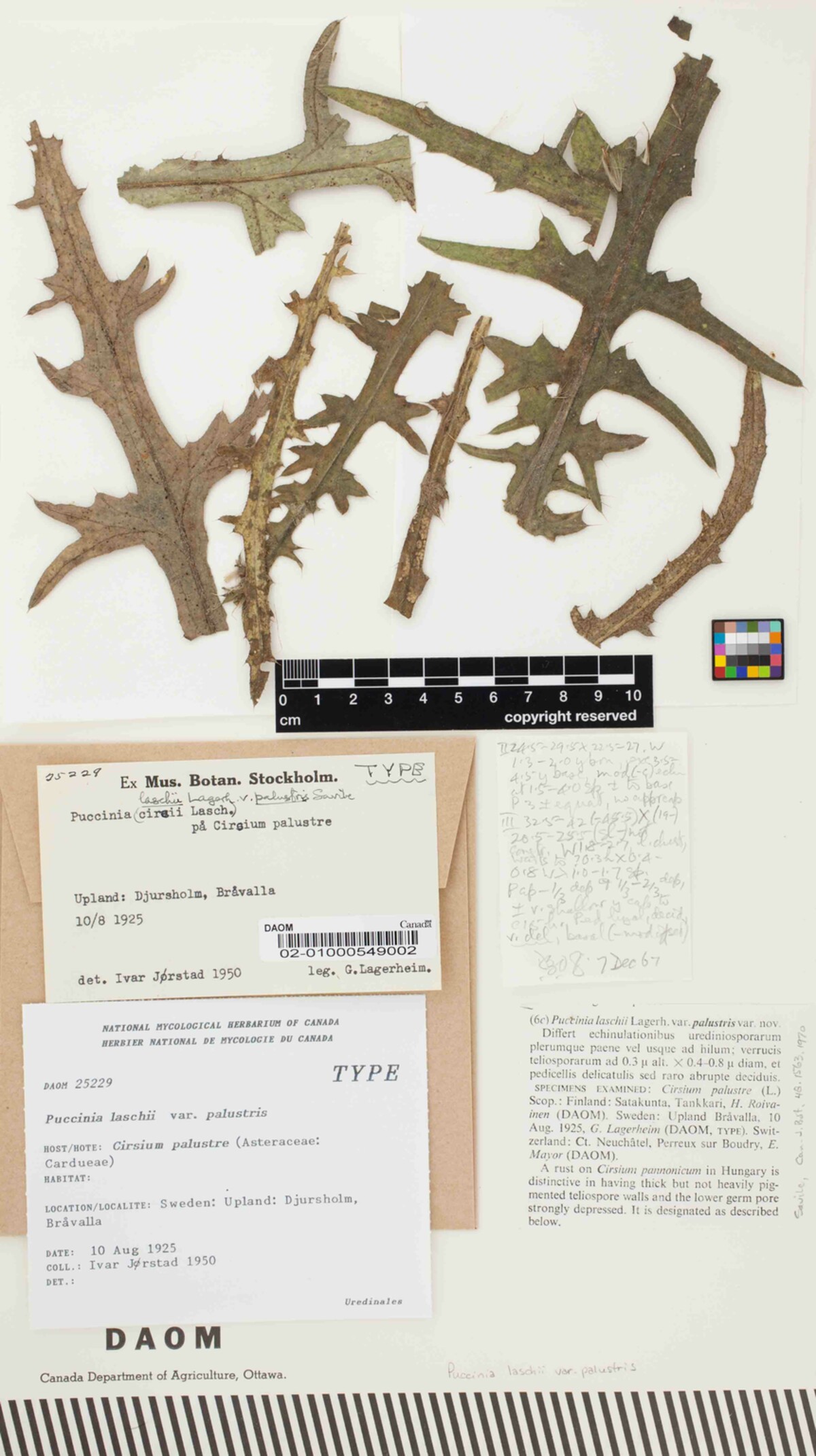 Puccinia laschii var. palustris image