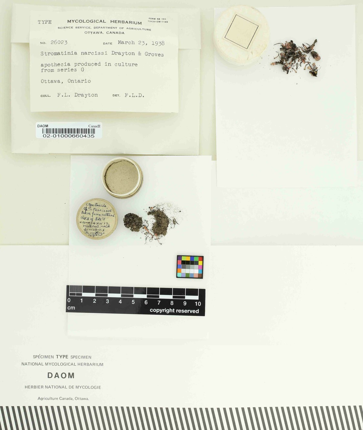 Stromatinia image