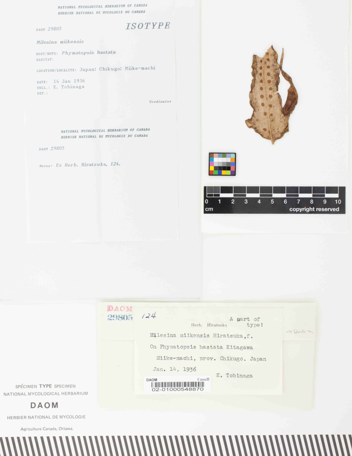 Milesina miikensis image