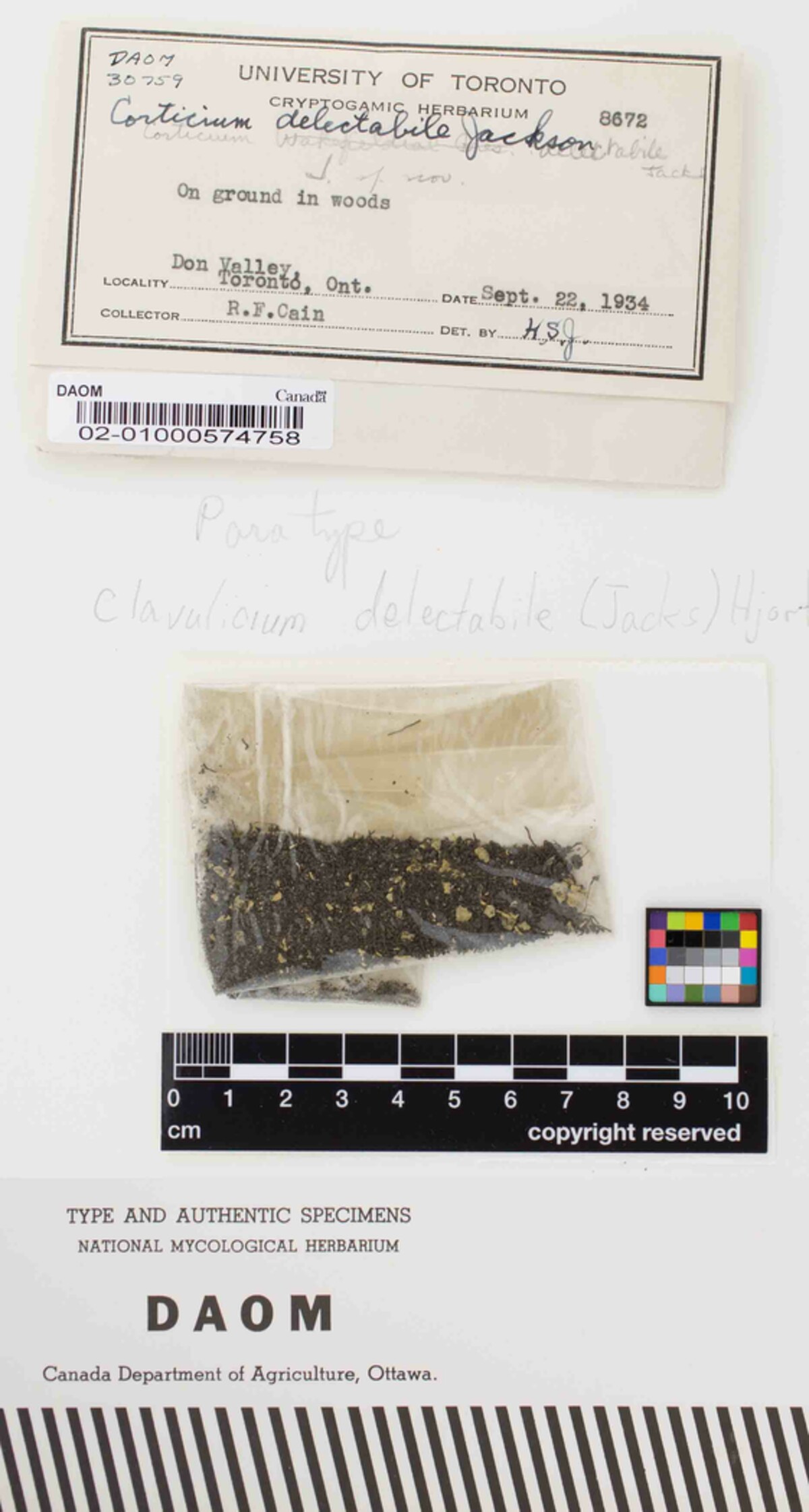 Clavulicium image